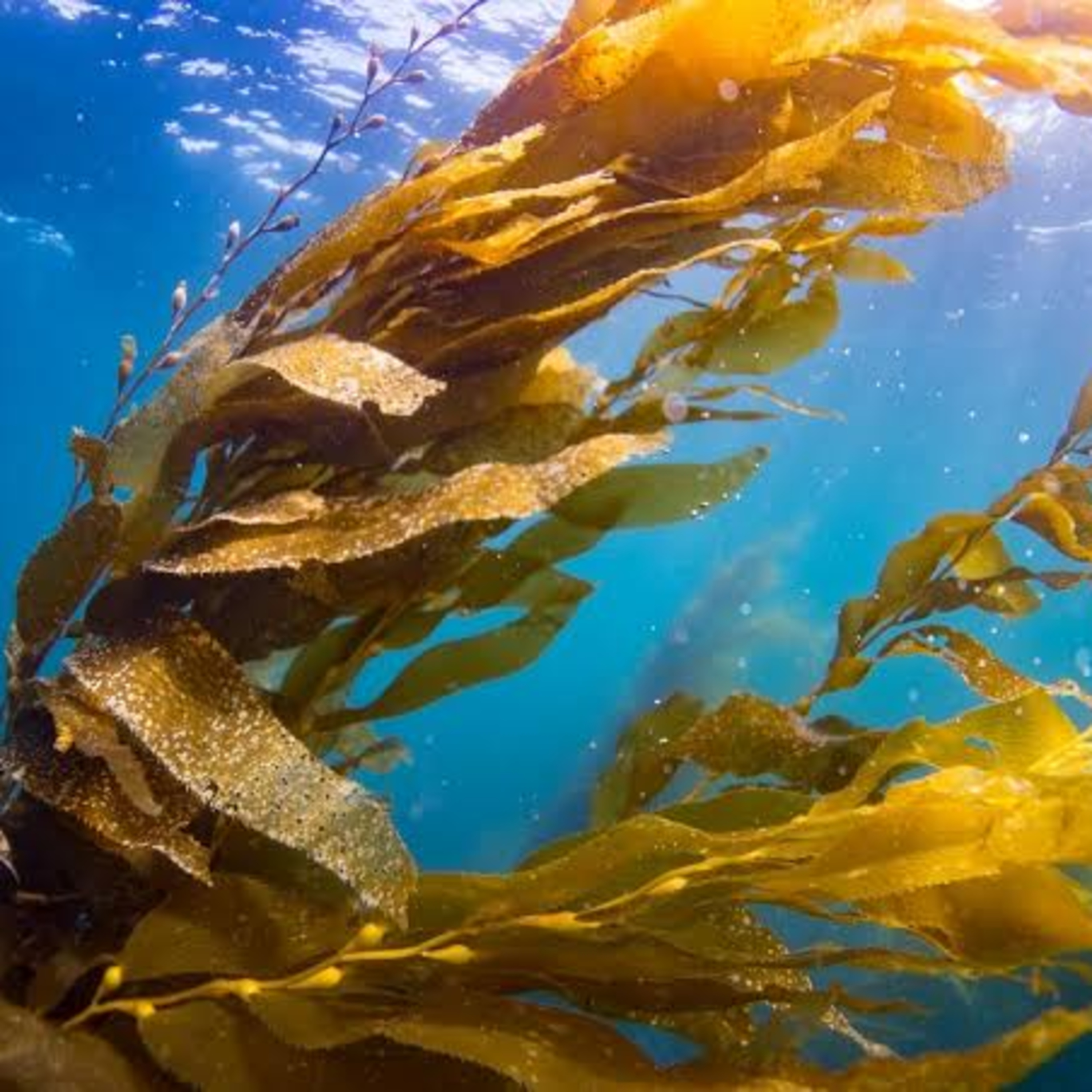 The Alaska Fisheries Report from KMXT