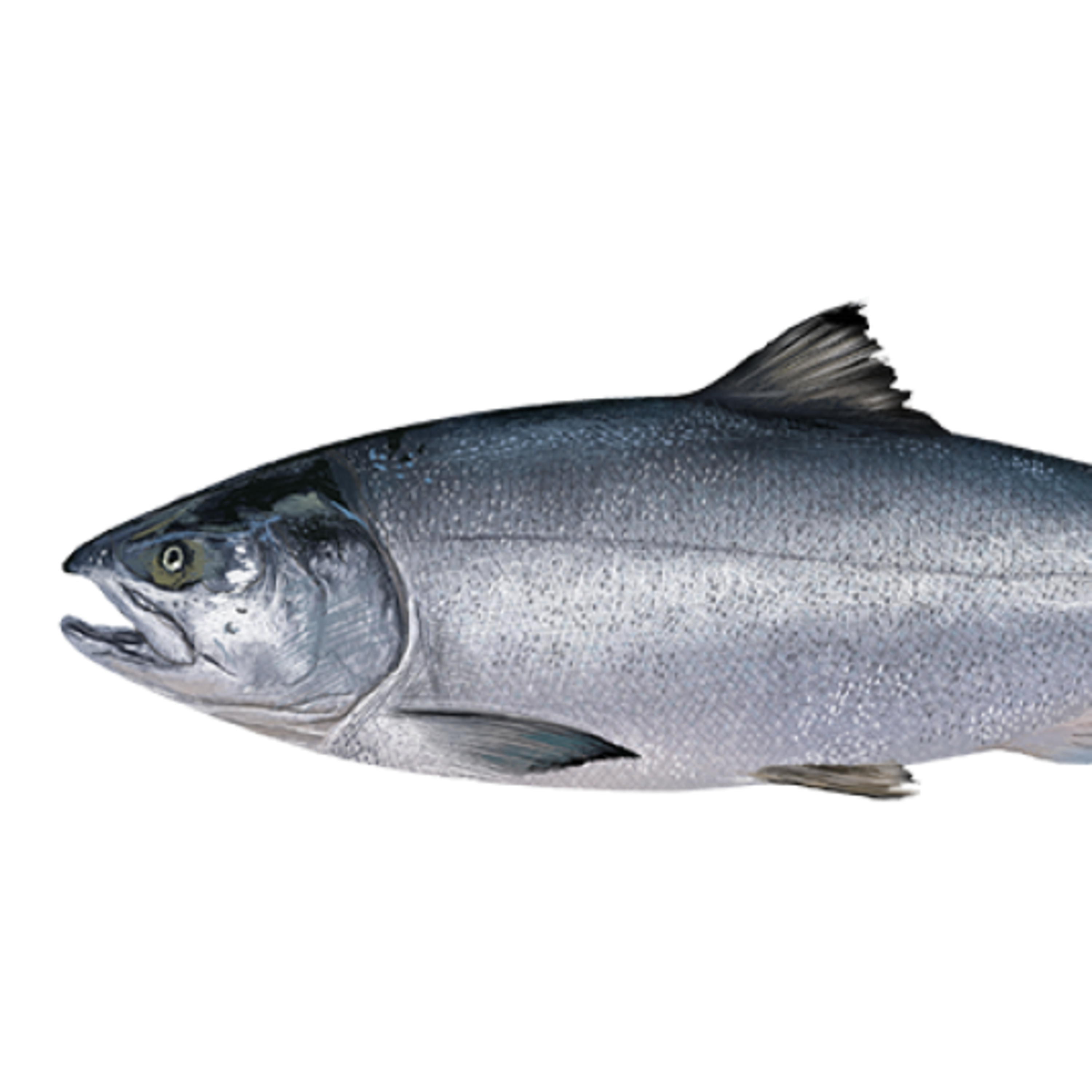 The Alaska Fisheries Report from KMXT