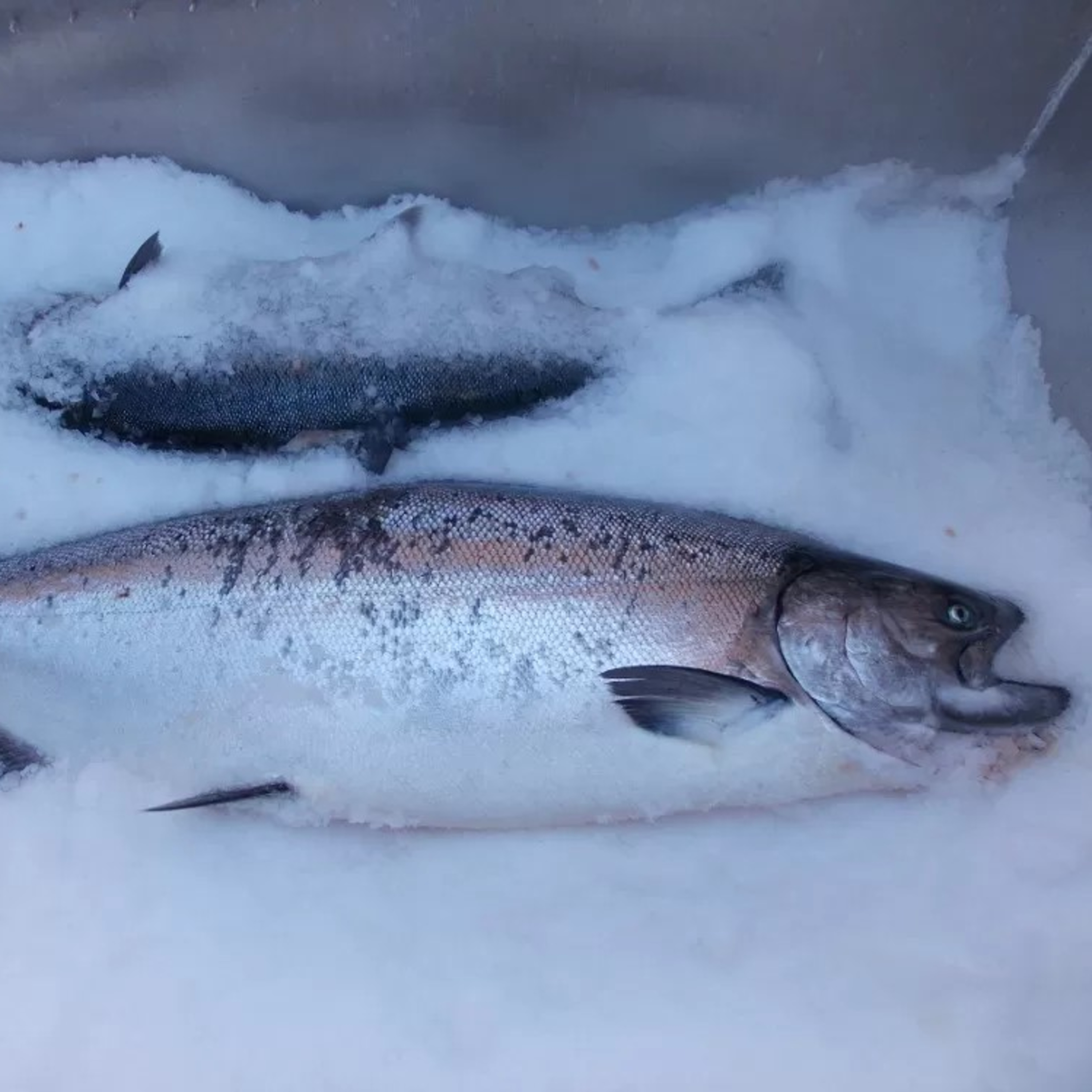 The Alaska Fisheries Report from KMXT