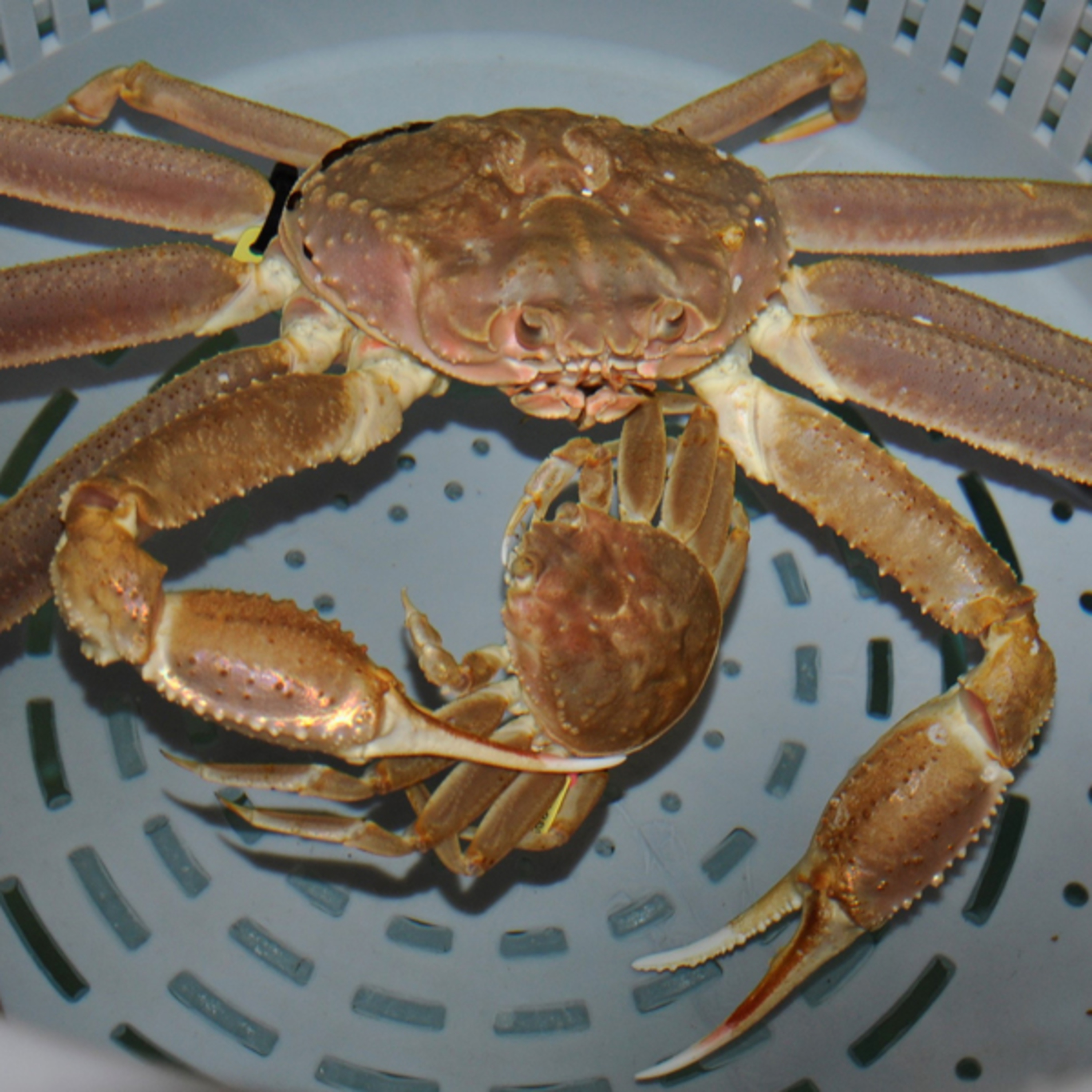 The Alaska Fisheries Report from KMXT