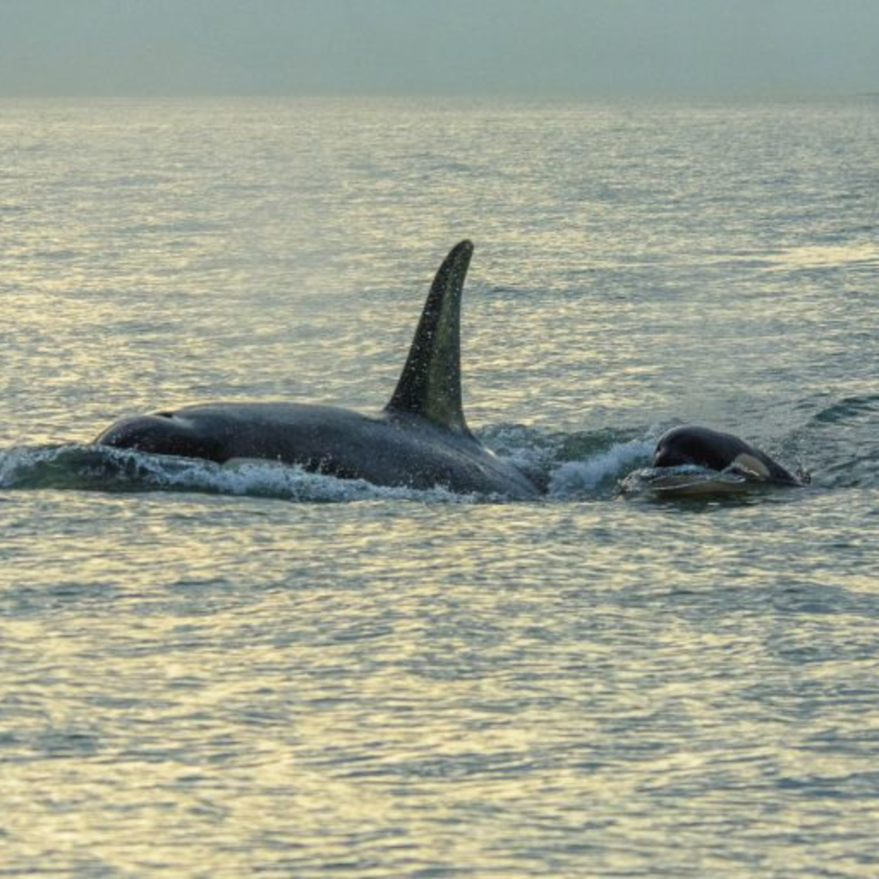 The Alaska Fisheries Report from KMXT