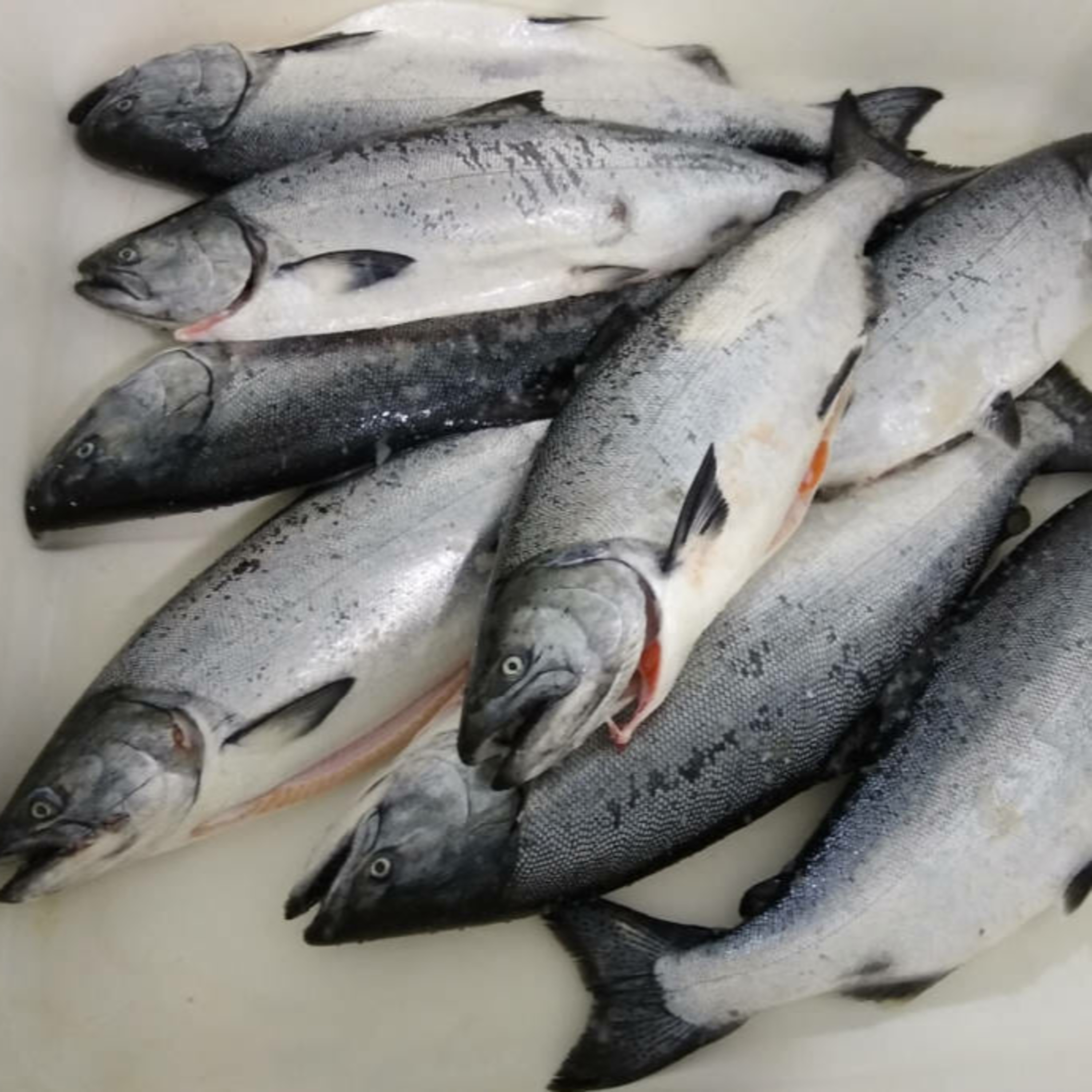 The Alaska Fisheries Report from KMXT