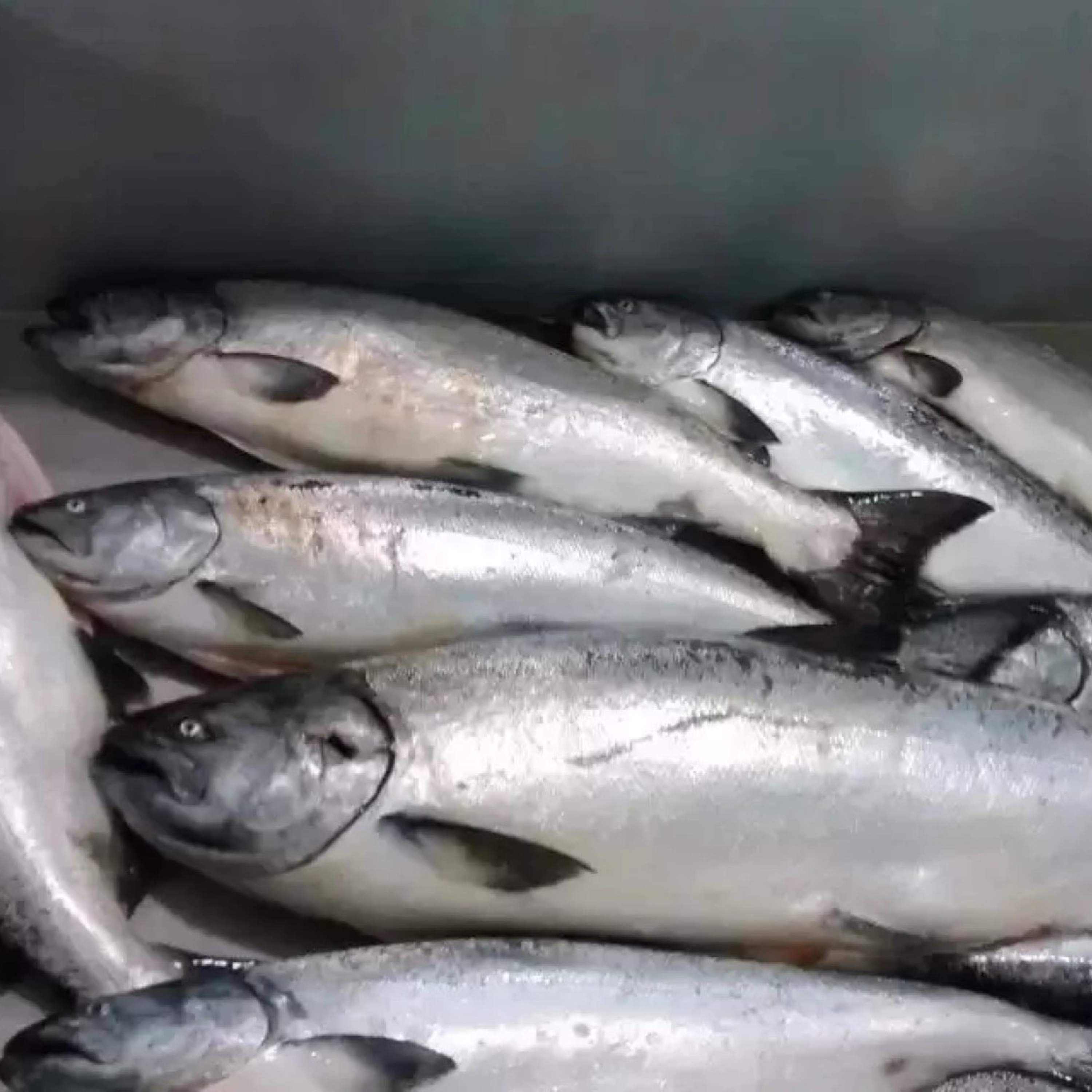 The Alaska Fisheries Report from KMXT