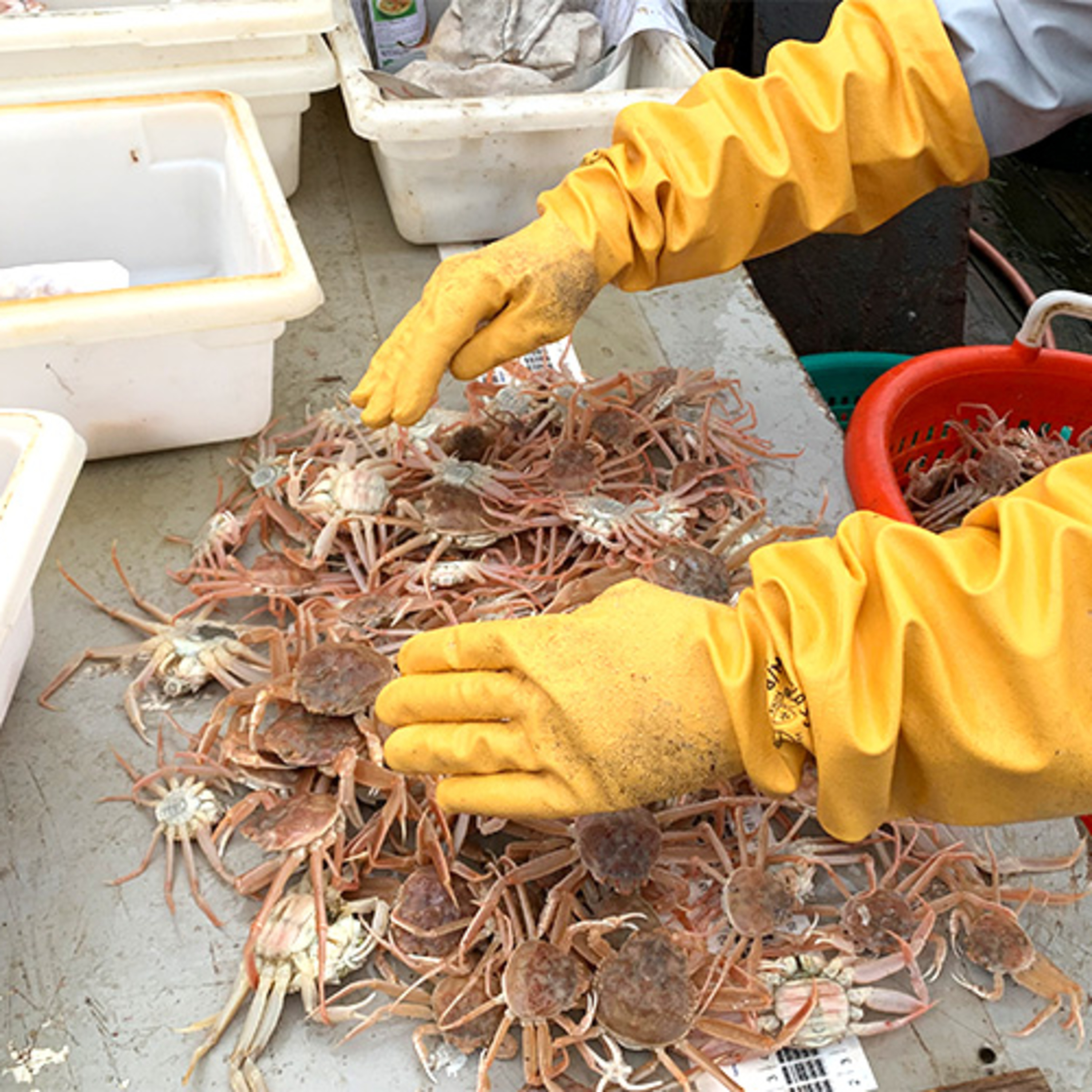 The Alaska Fisheries Report from KMXT