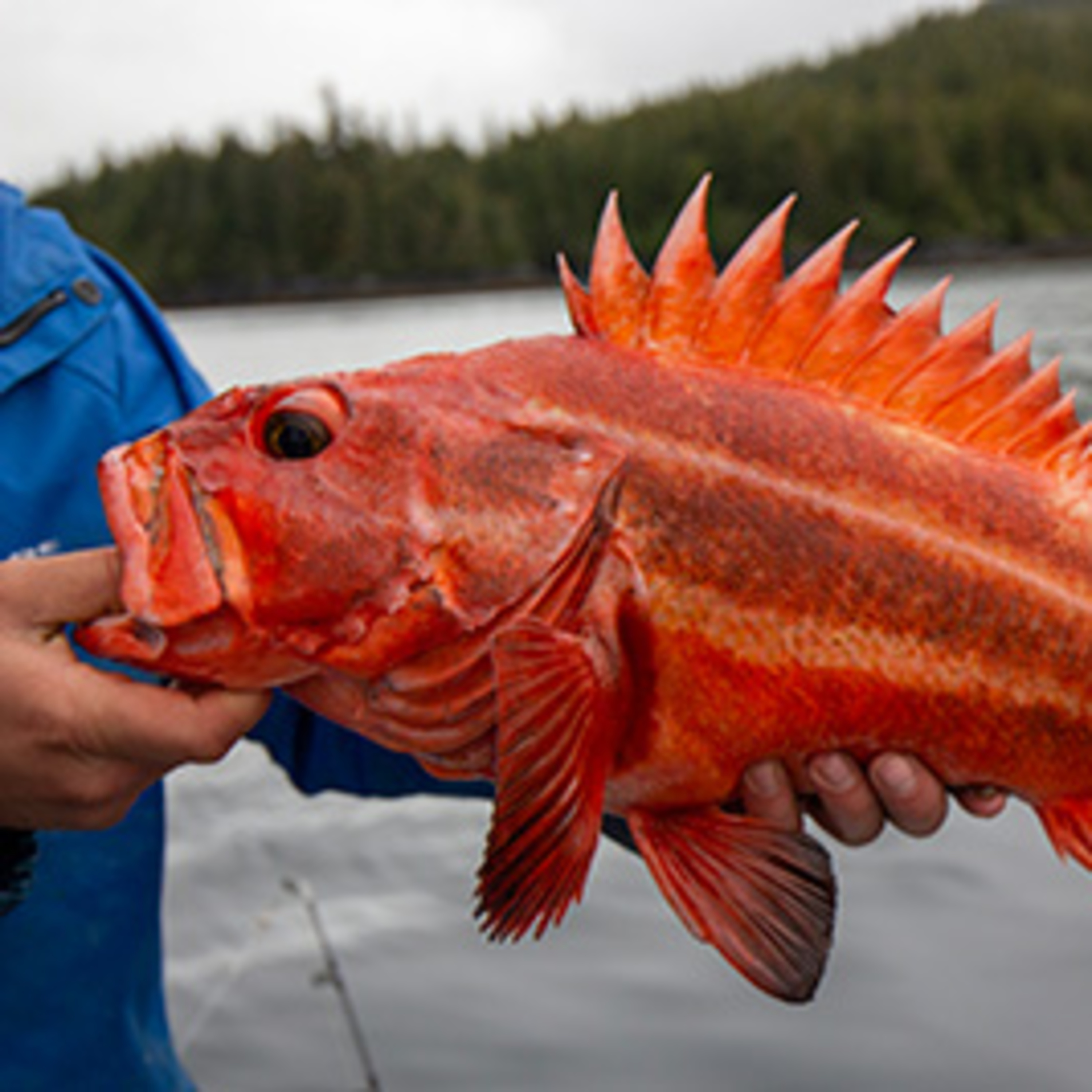 The Alaska Fisheries Report from KMXT