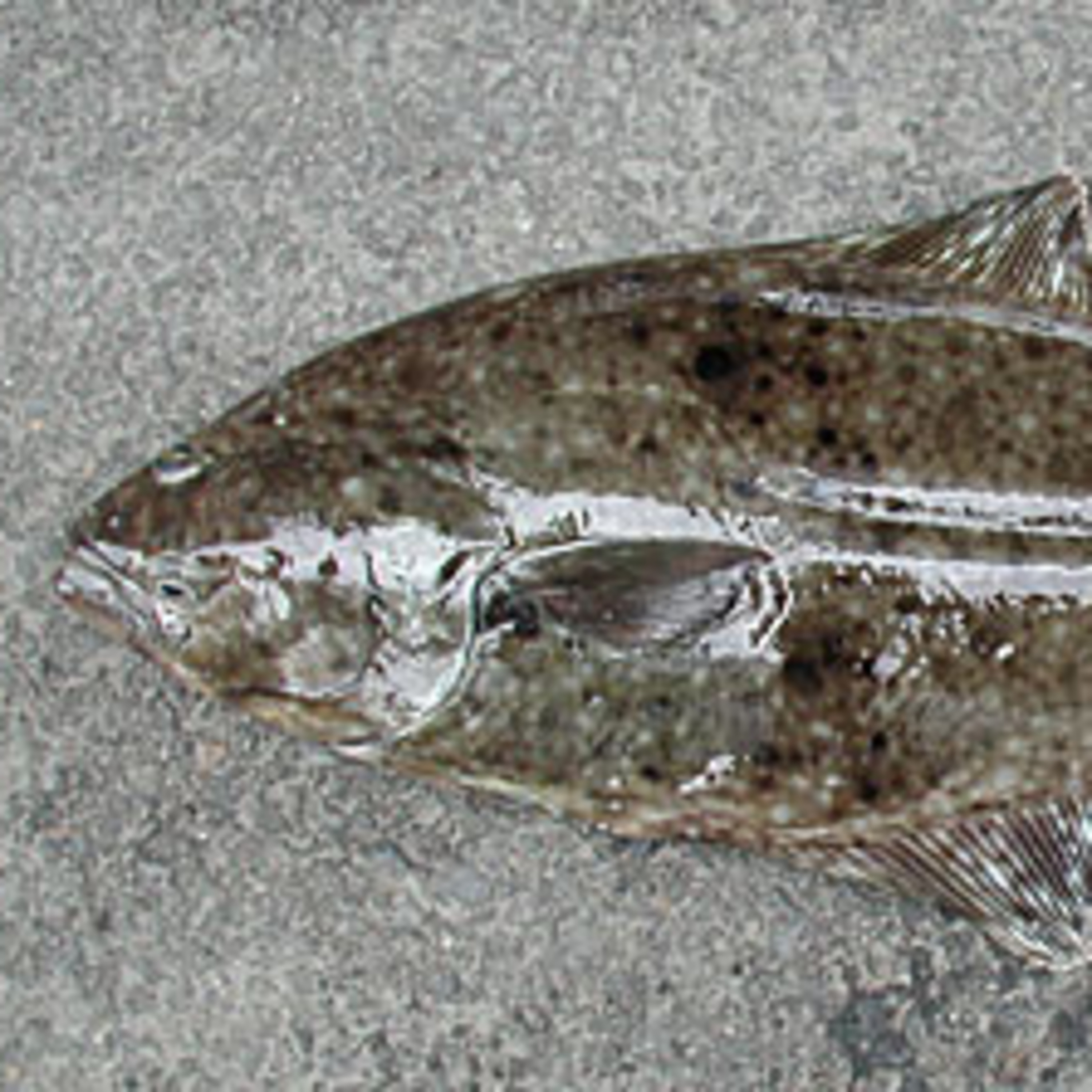 Alaska Fisheries Report 04 December 2025