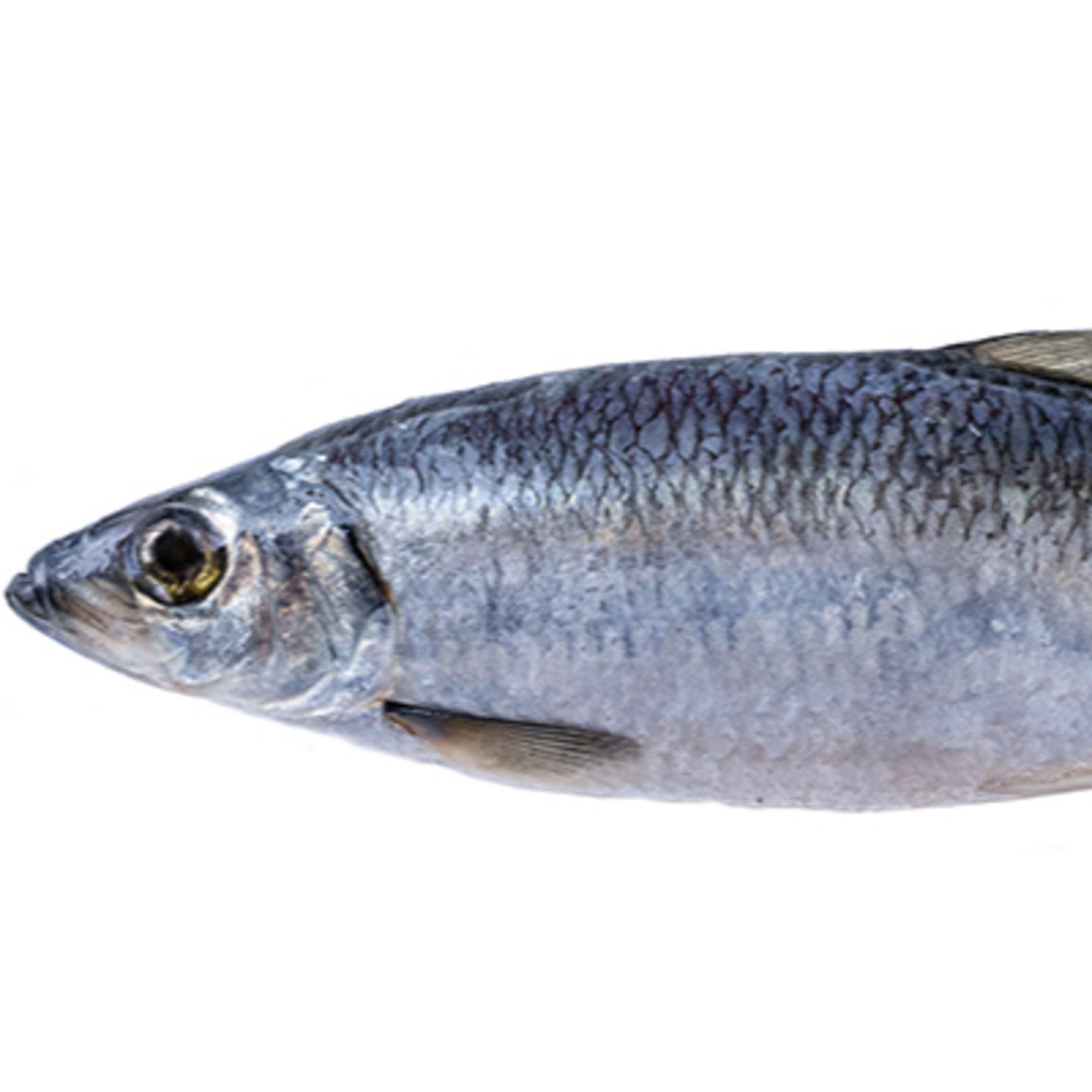 Alaska Fisheries Report 01 January 2025 episode artwork