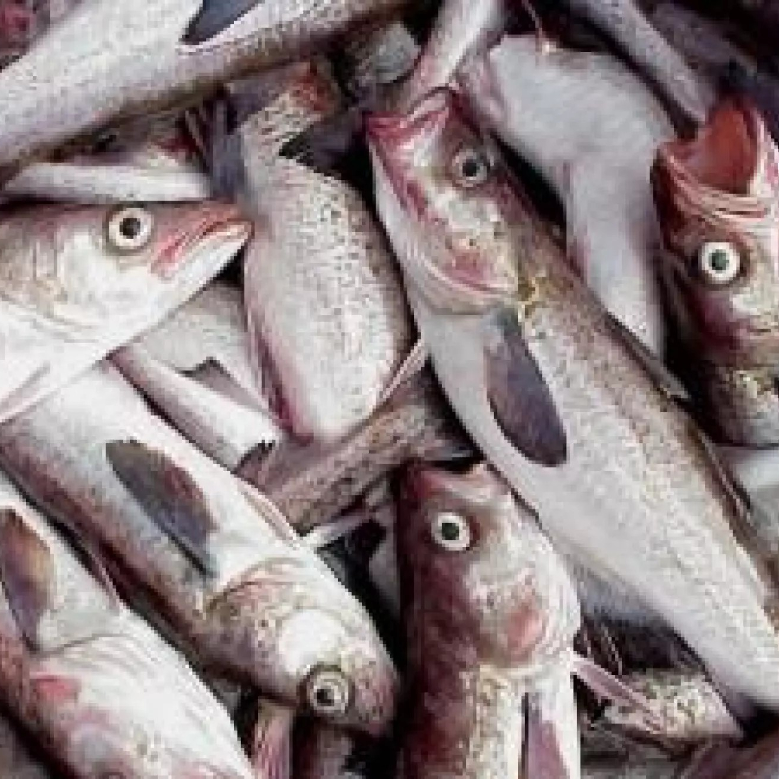 Alaska Fisheries Report 05 February 2026