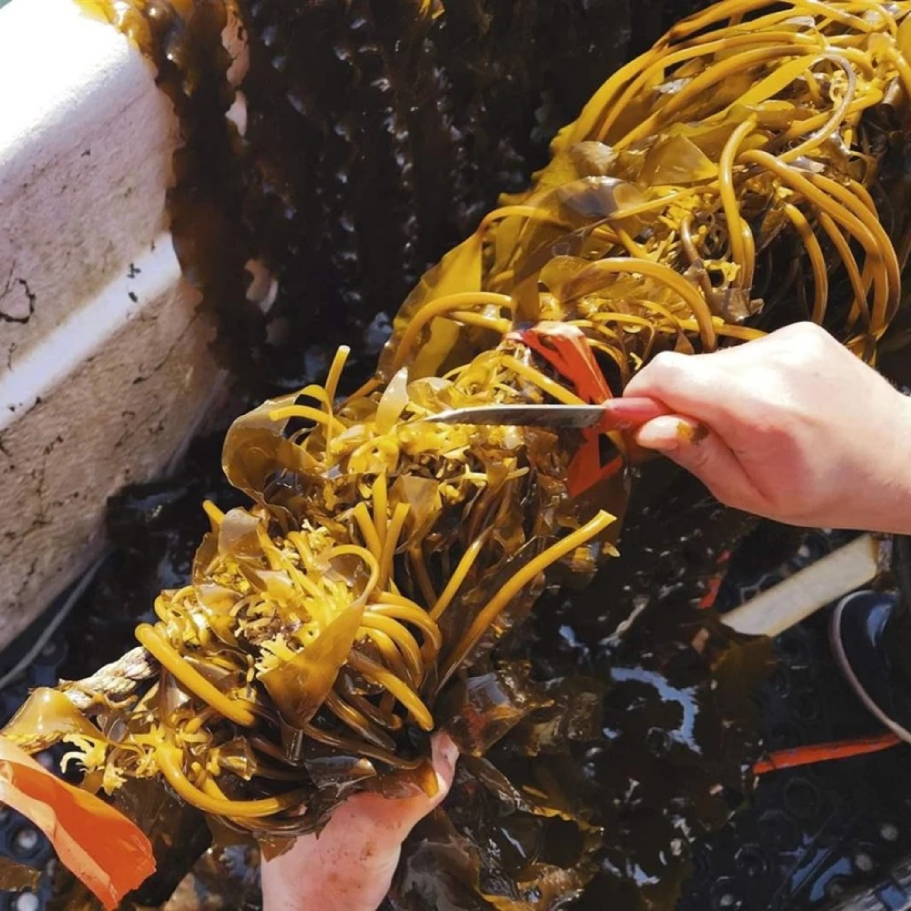 Alaska Fisheries Report 02 April 2026