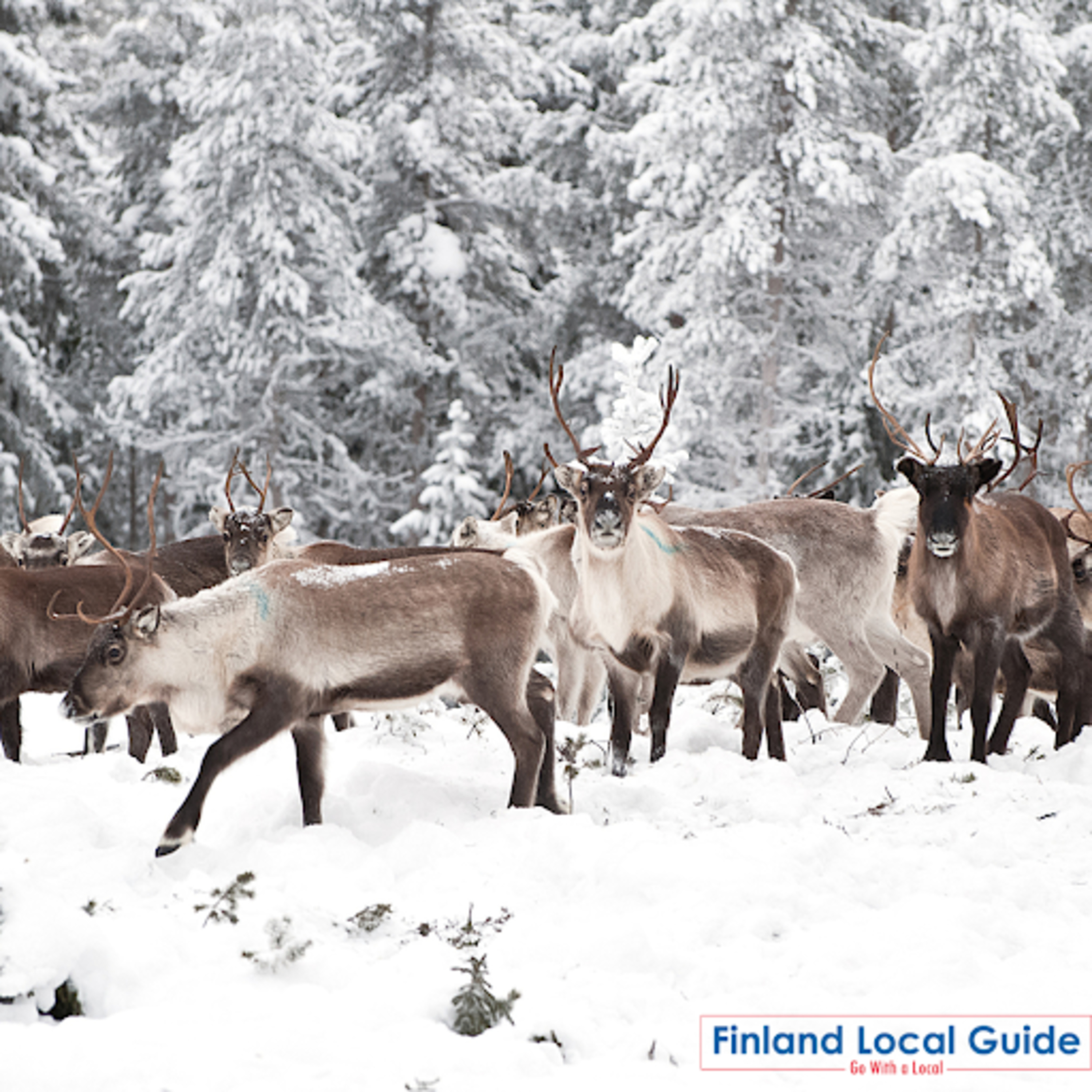 Discover the Magic of Lapland Tours with a Finland Local Guide episode artwork