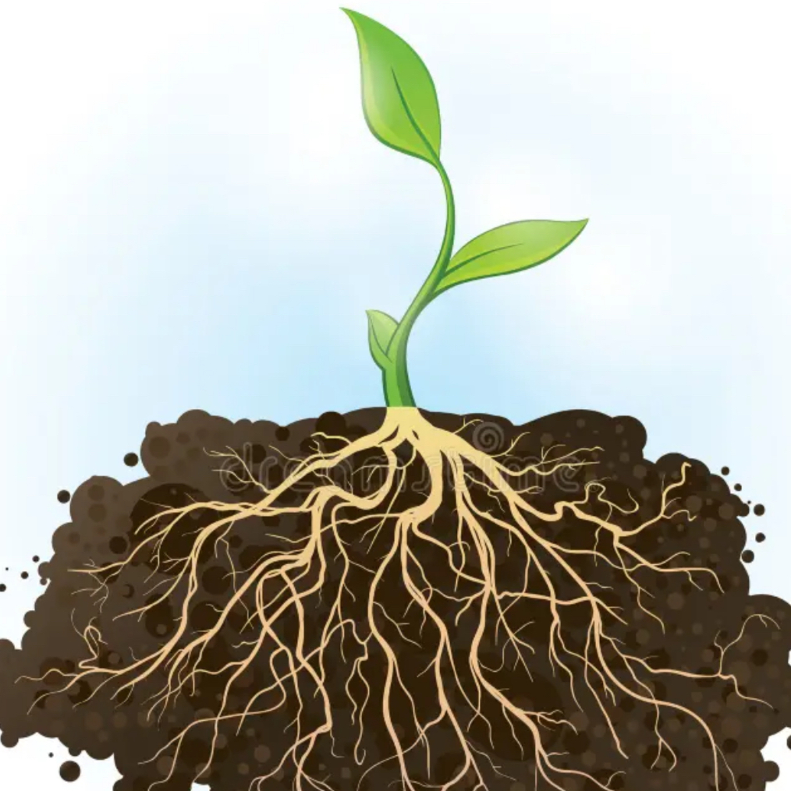 NOURISHED by the ROOTS episode artwork