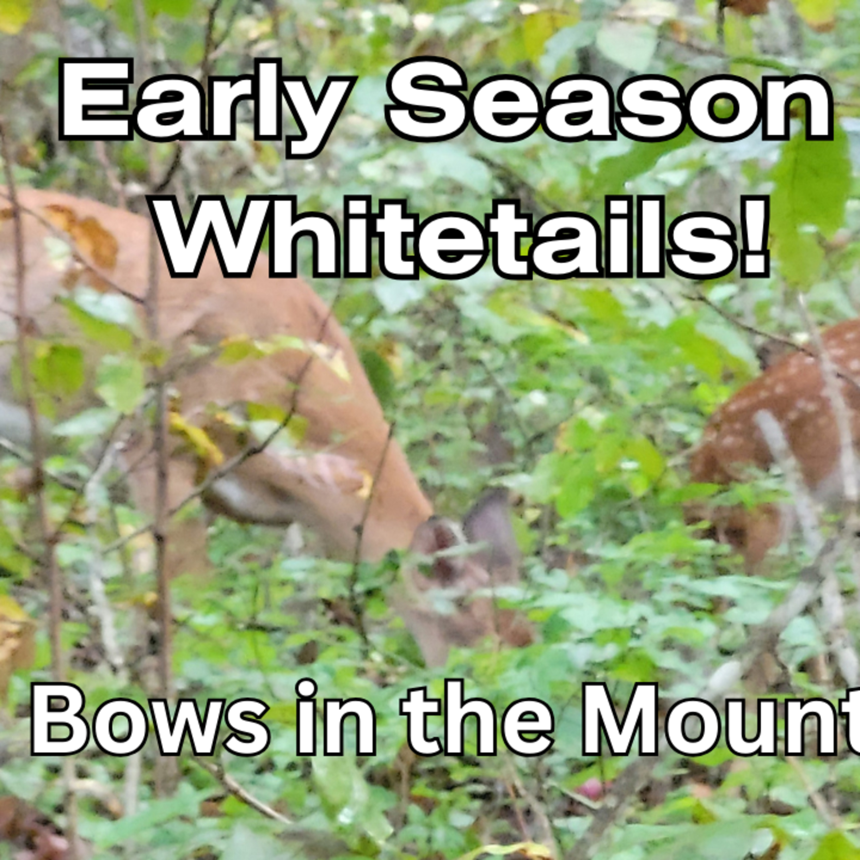 My Early Whitetail Season, so far.