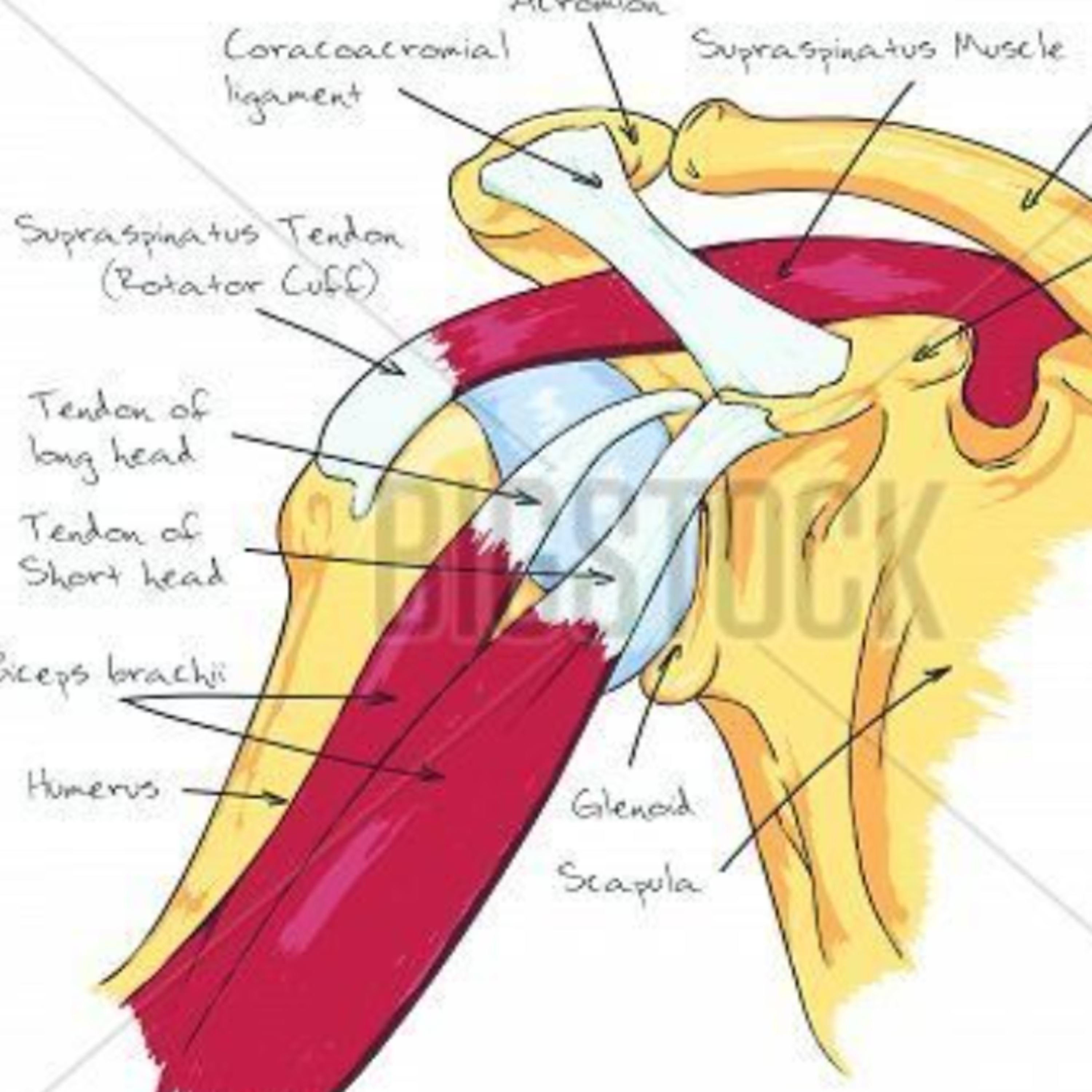 Episode 51 Shoulder Injury