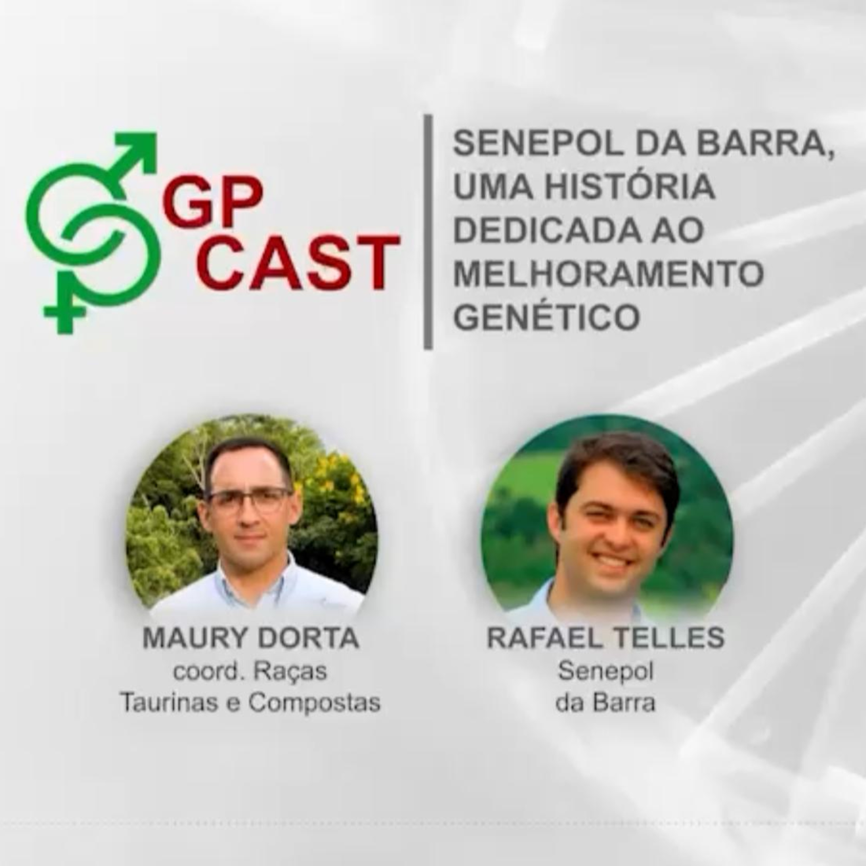 20. Senepol da Barra, uma história dedicada ao melhoramento Génetico episode artwork