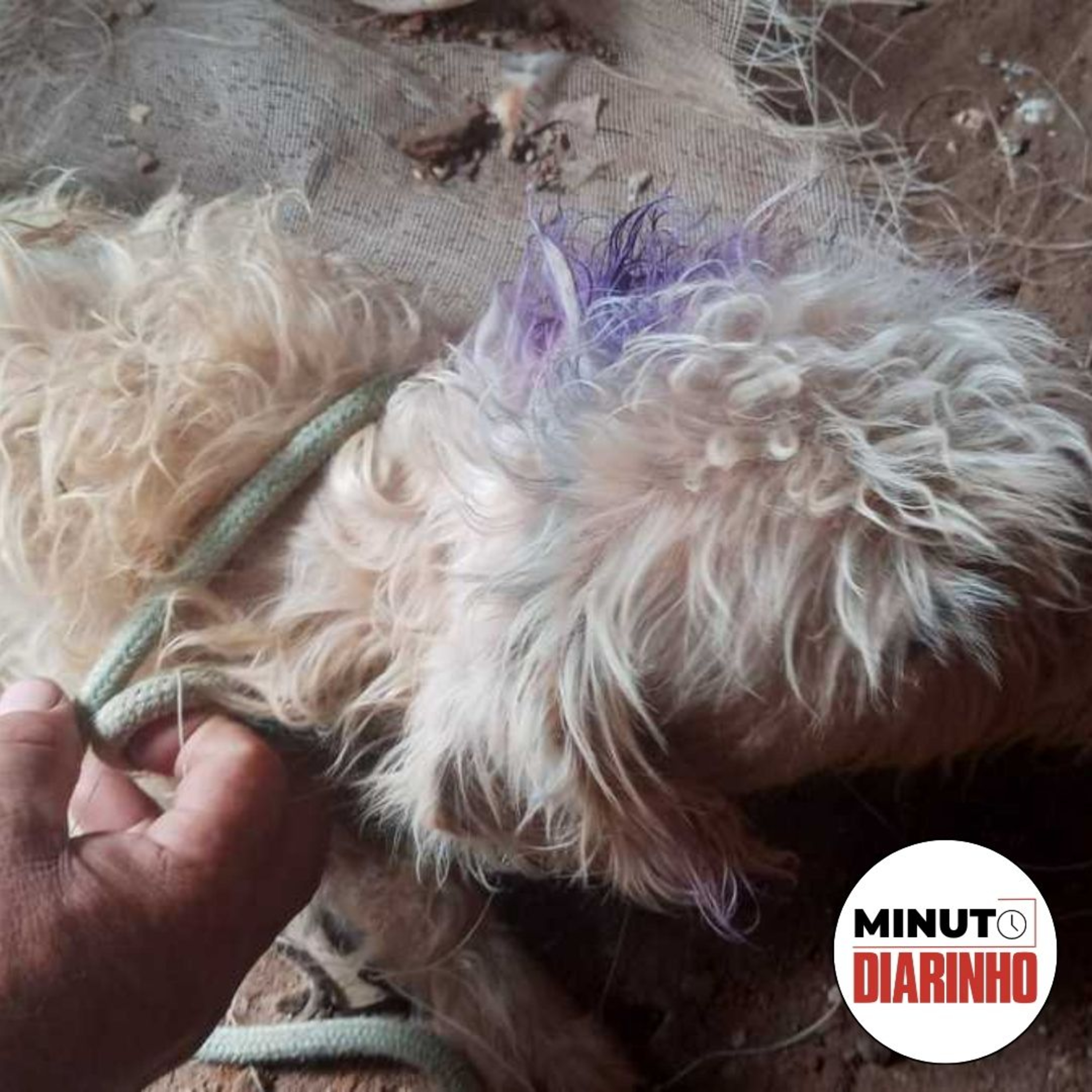Moradores denunciam mutilação de animais, reencontro emocionante de doguinho e seu tutor e mais episode artwork