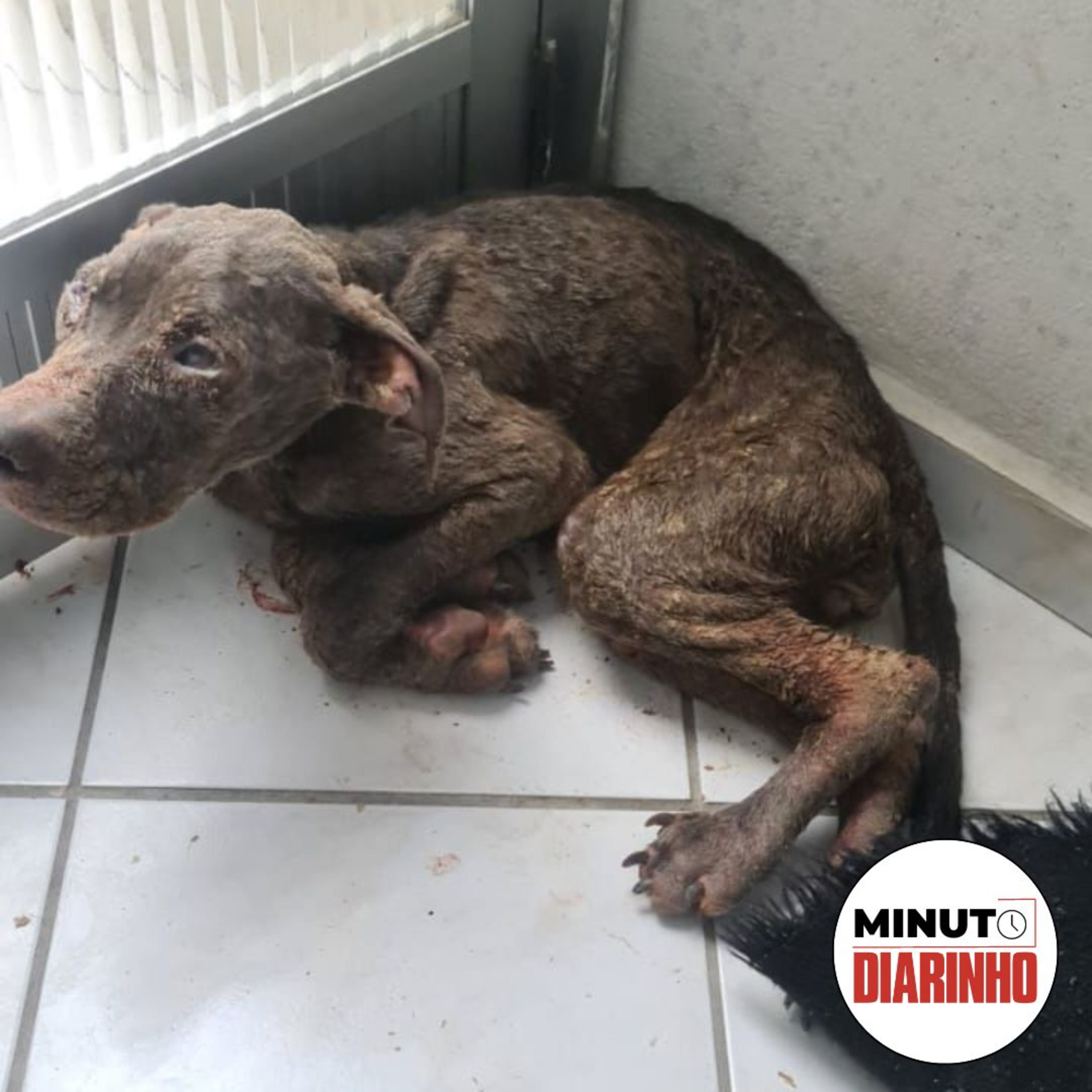 Cães são encontrados desnutridos em BC, Justiça nega indenização a cliente expulso de casa de strip-tease e mais episode artwork