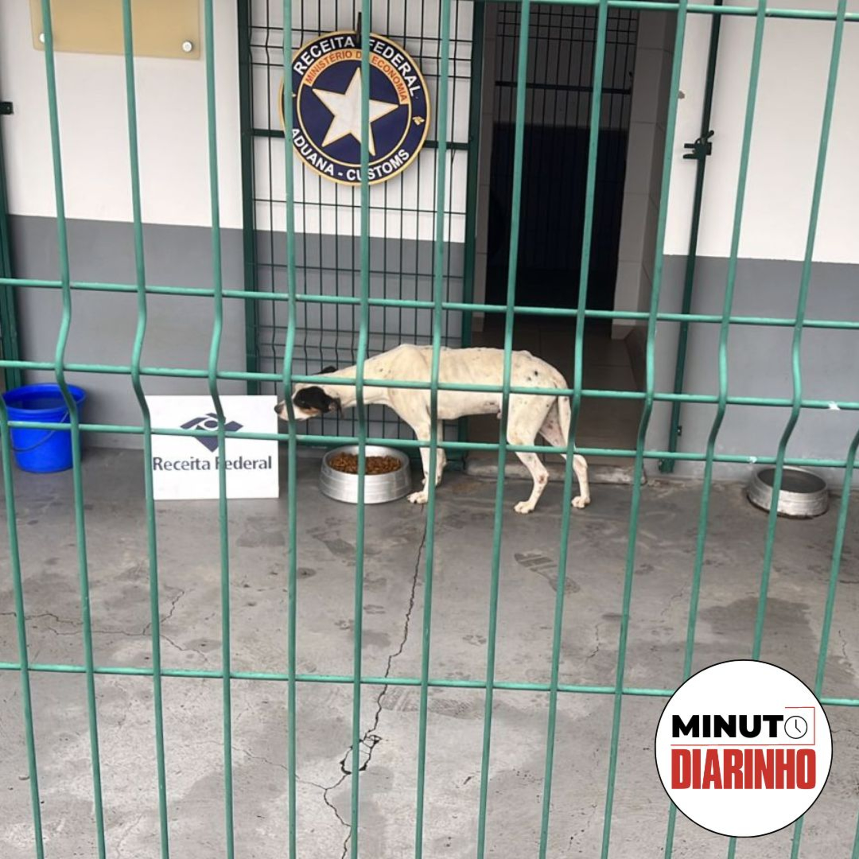 Cães são resgatados em contêiner, pode não ter Marejada em 2023 e mais episode artwork