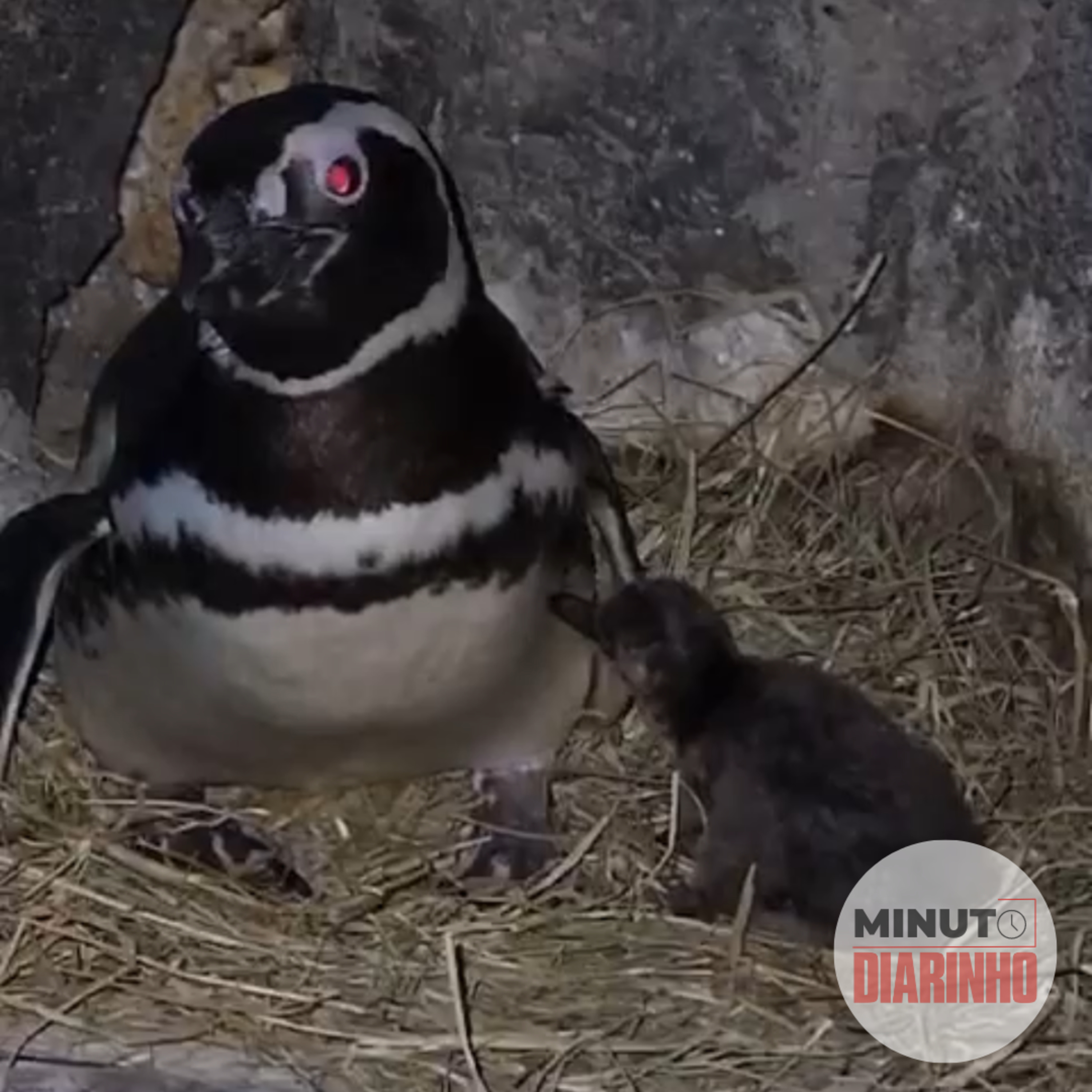 Nasceu o primeiro pinguim no Oceanic Aquarium, em Balneário Camboriú episode artwork