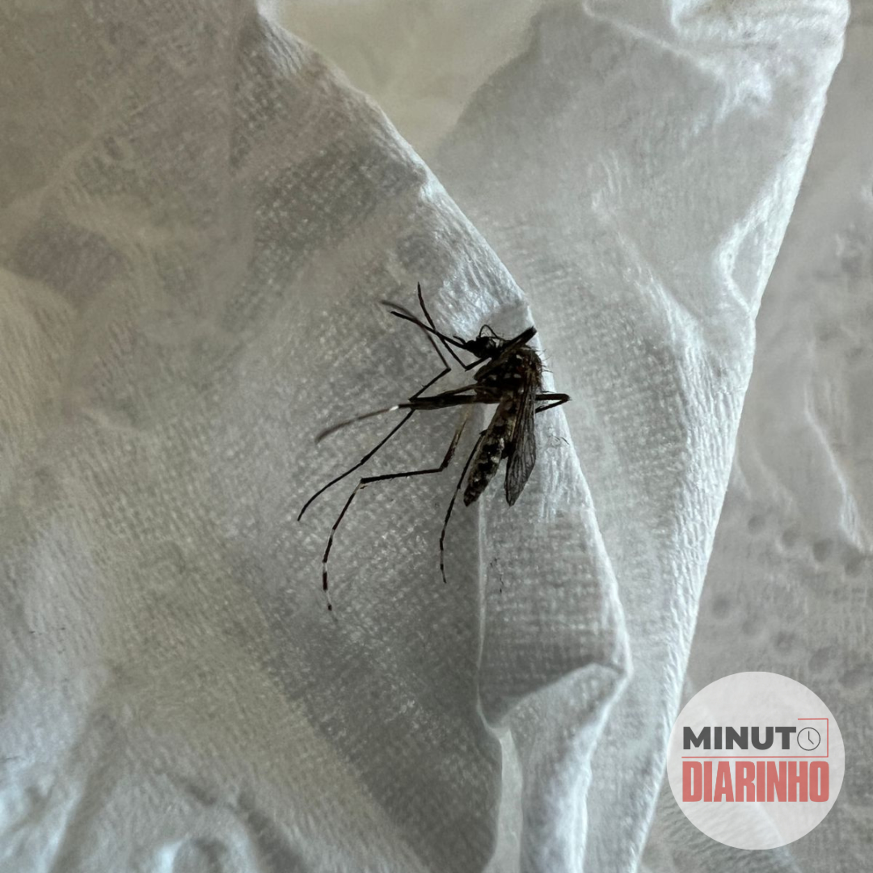 Itajaí já contabiliza 10 mortes causadas por dengue episode artwork