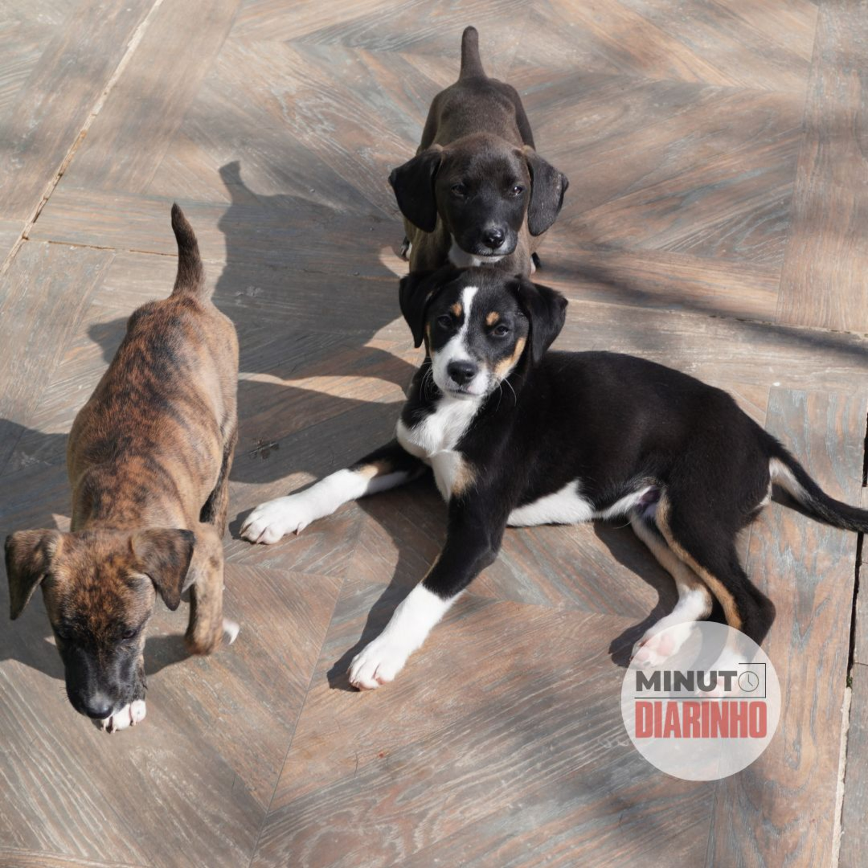 Programa em que presidiários tratam dogs vira modelo de Itajaí para o Brasil episode artwork