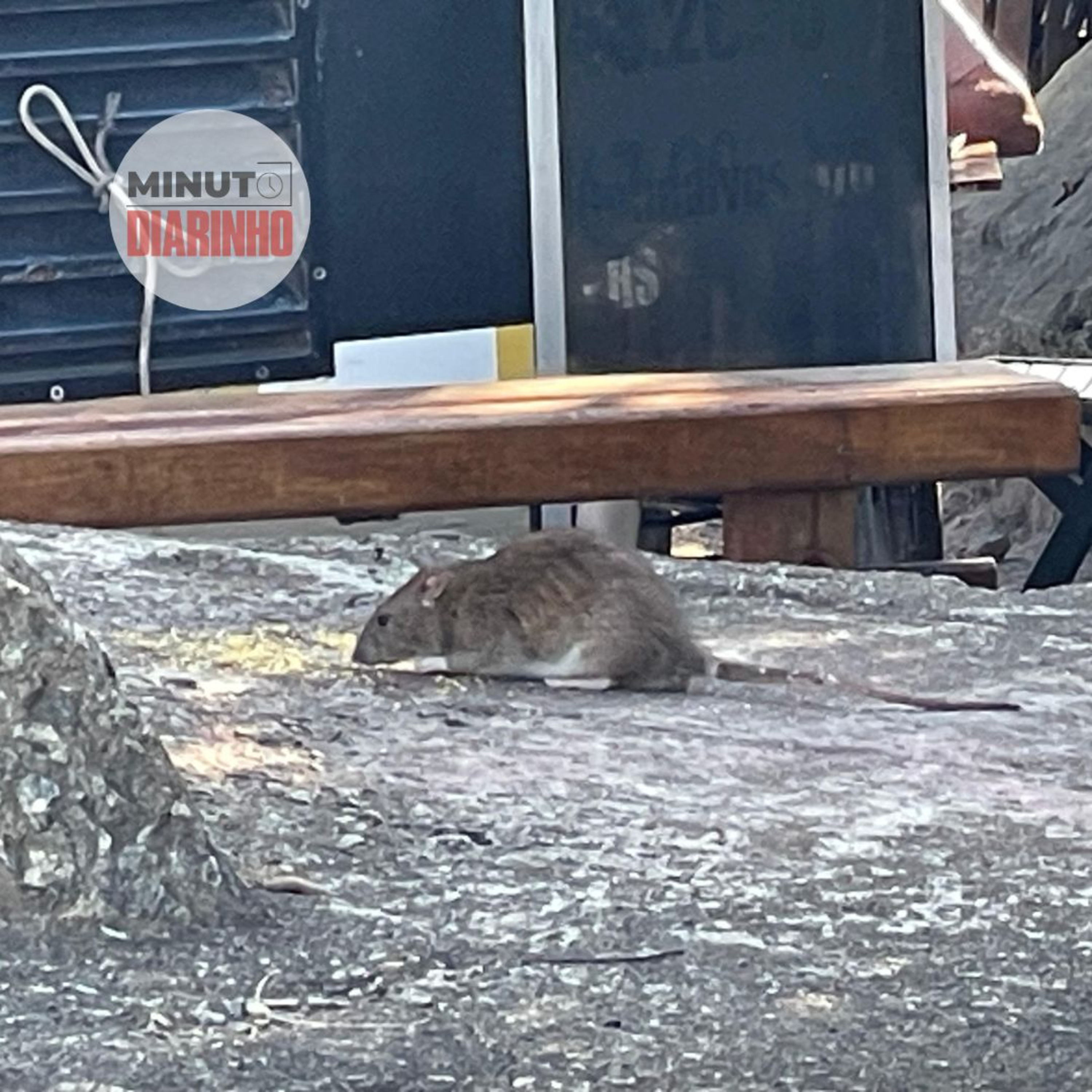 Ratão rouba comida de passarinhos e se esbanja ao lado de food-trucks episode artwork
