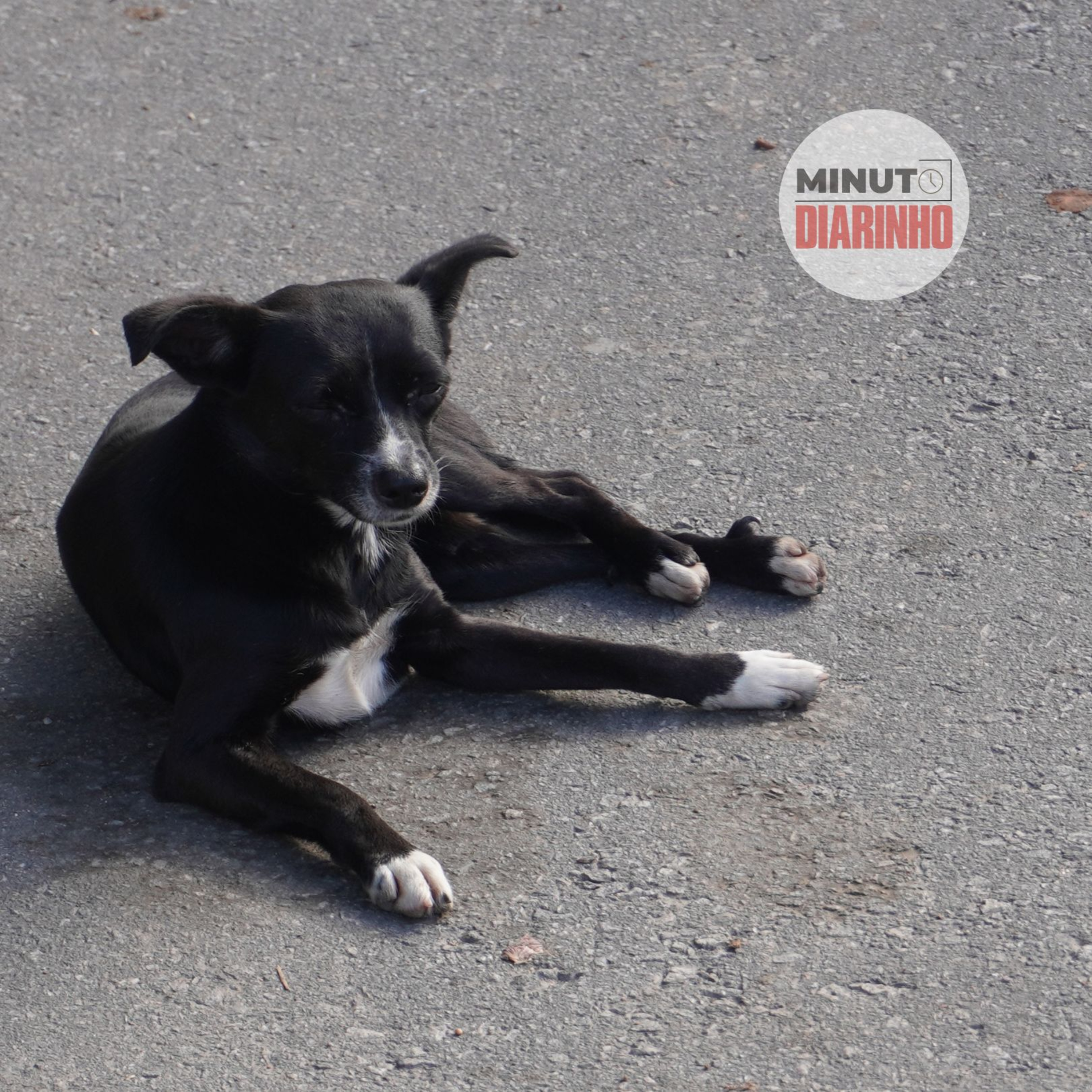 Programa fará castração de mil cães e gatos em Balneário Camboriú; saiba como participar episode artwork