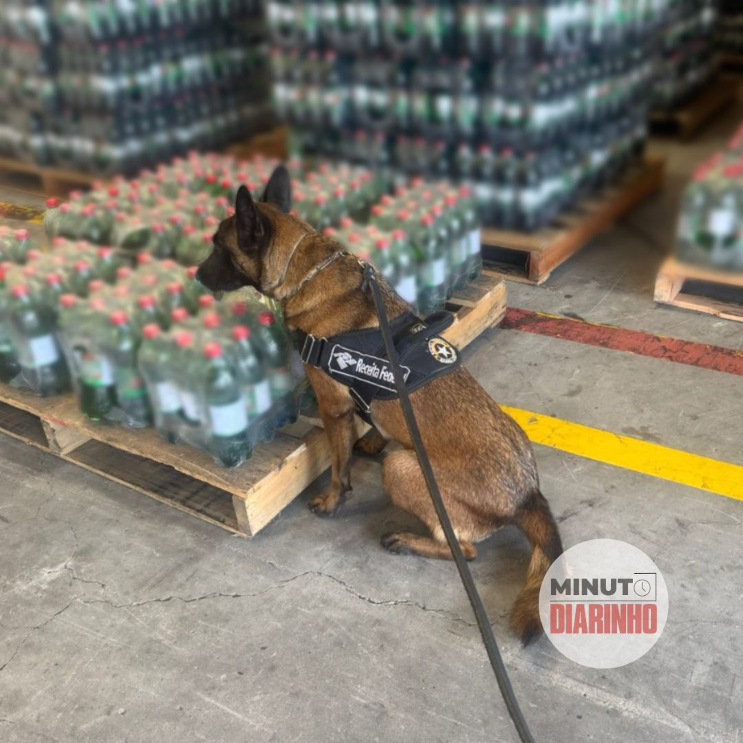 Carga de cocaína diluída em refrigerante é apreendida em Navegantes episode artwork