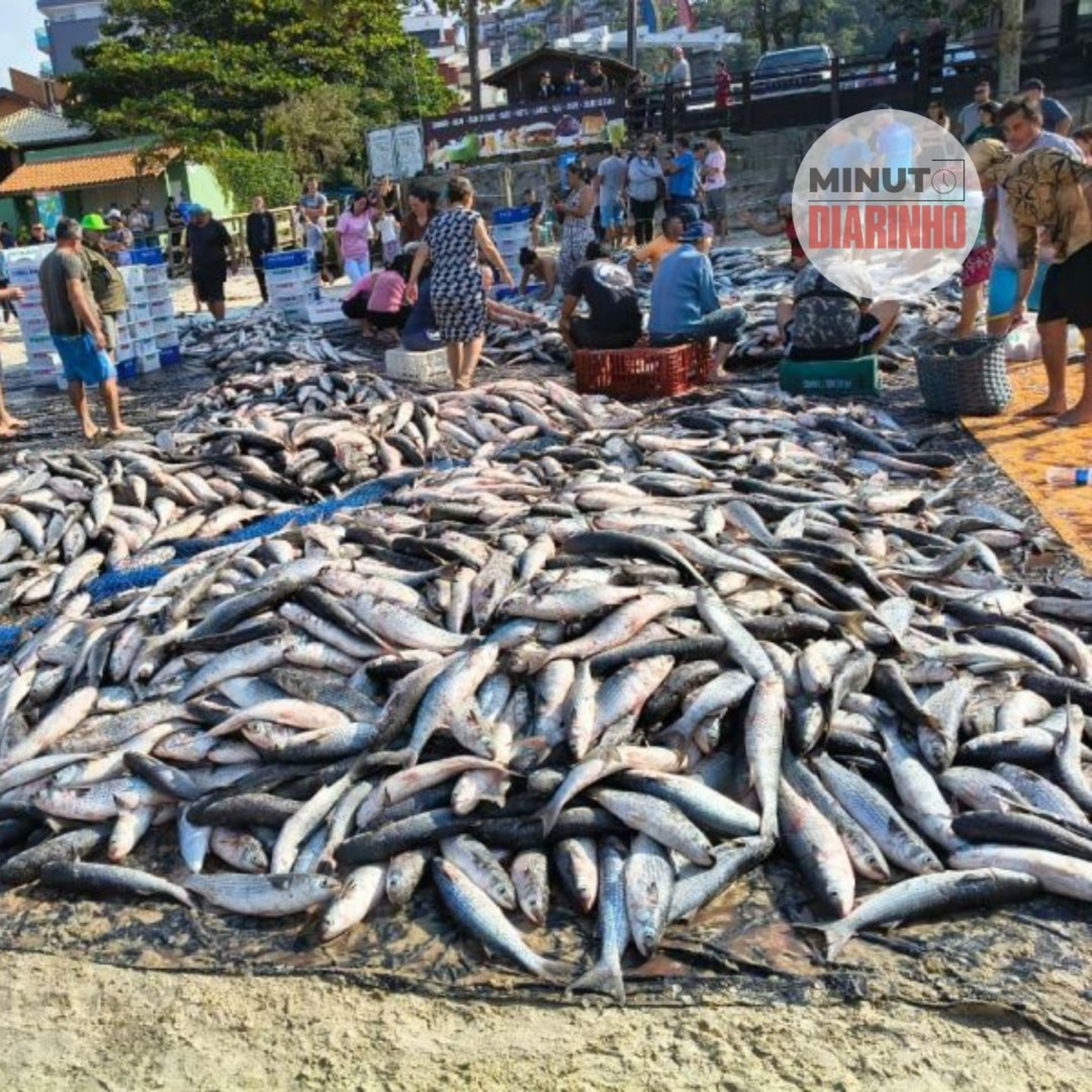Ministério da Pesca mandar encerrar a pesca artesanal da tainha episode artwork