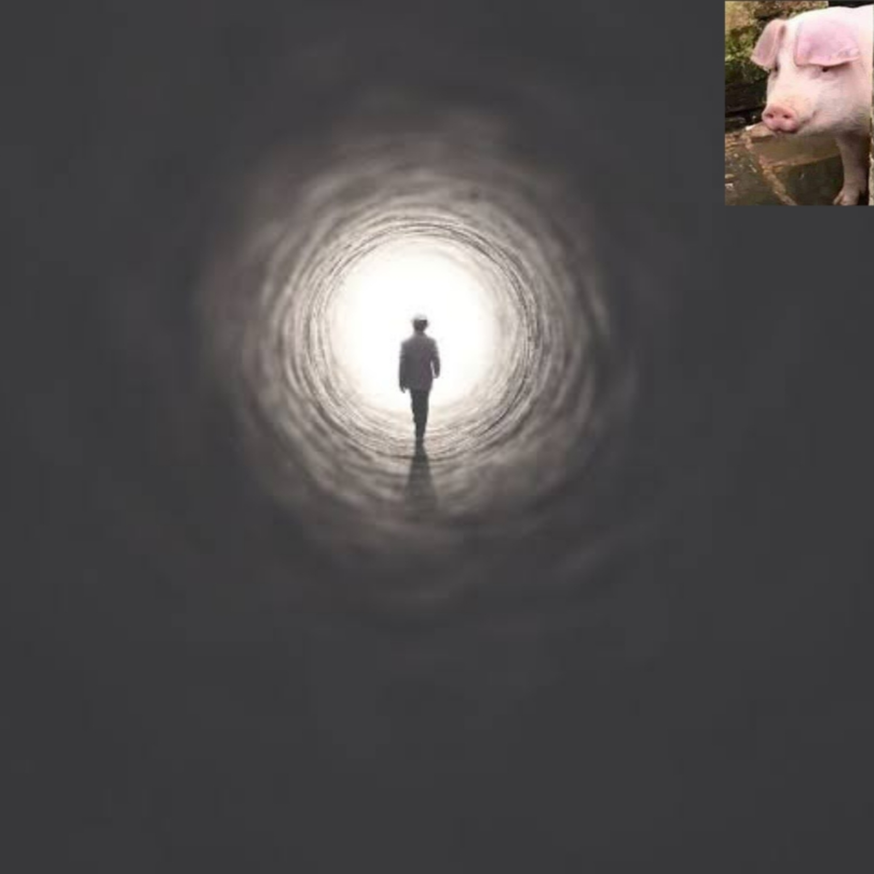 Cerdito de Podcast