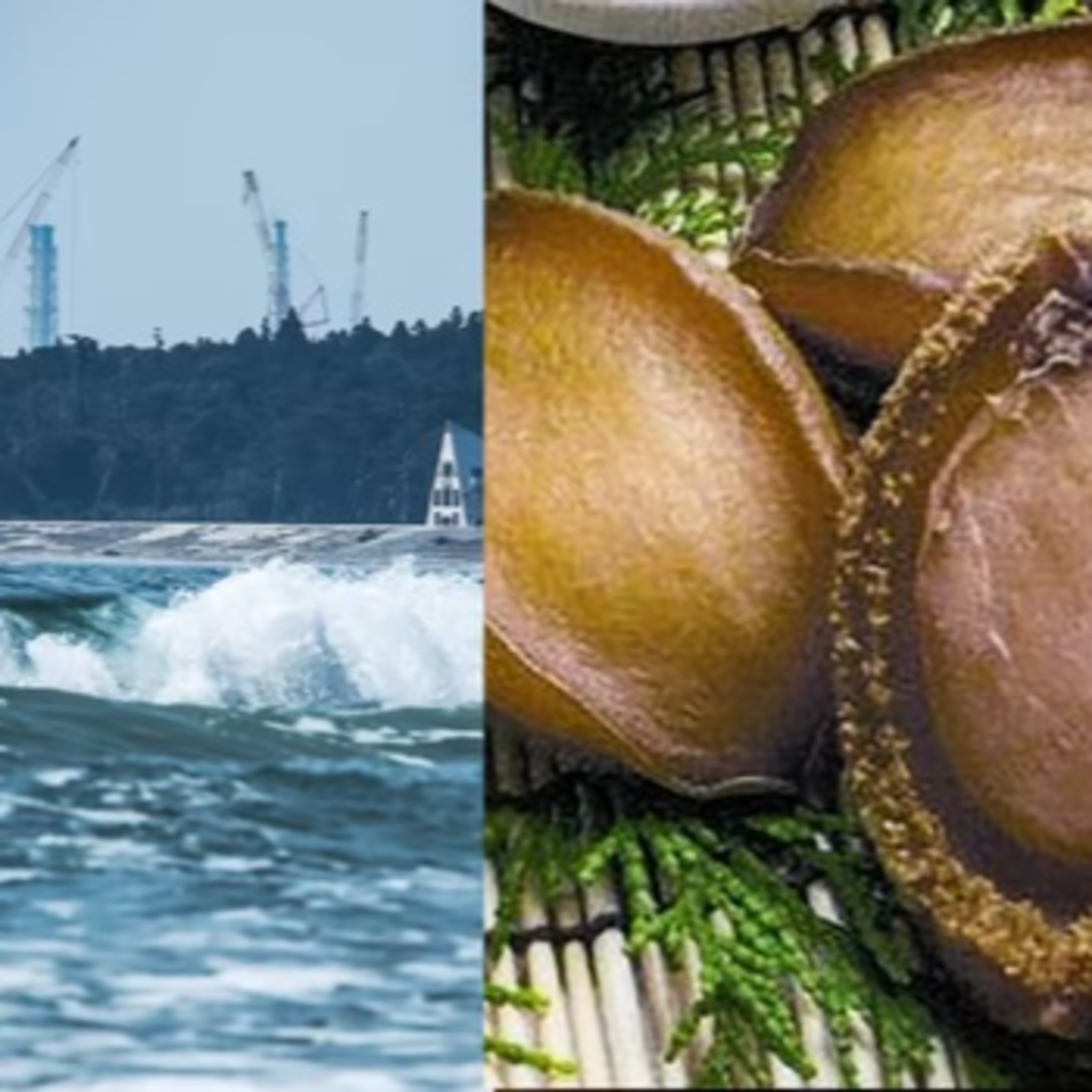 Bào ngư Nhật Bản trở thành mục tiêu của chính trị Trung Quốc