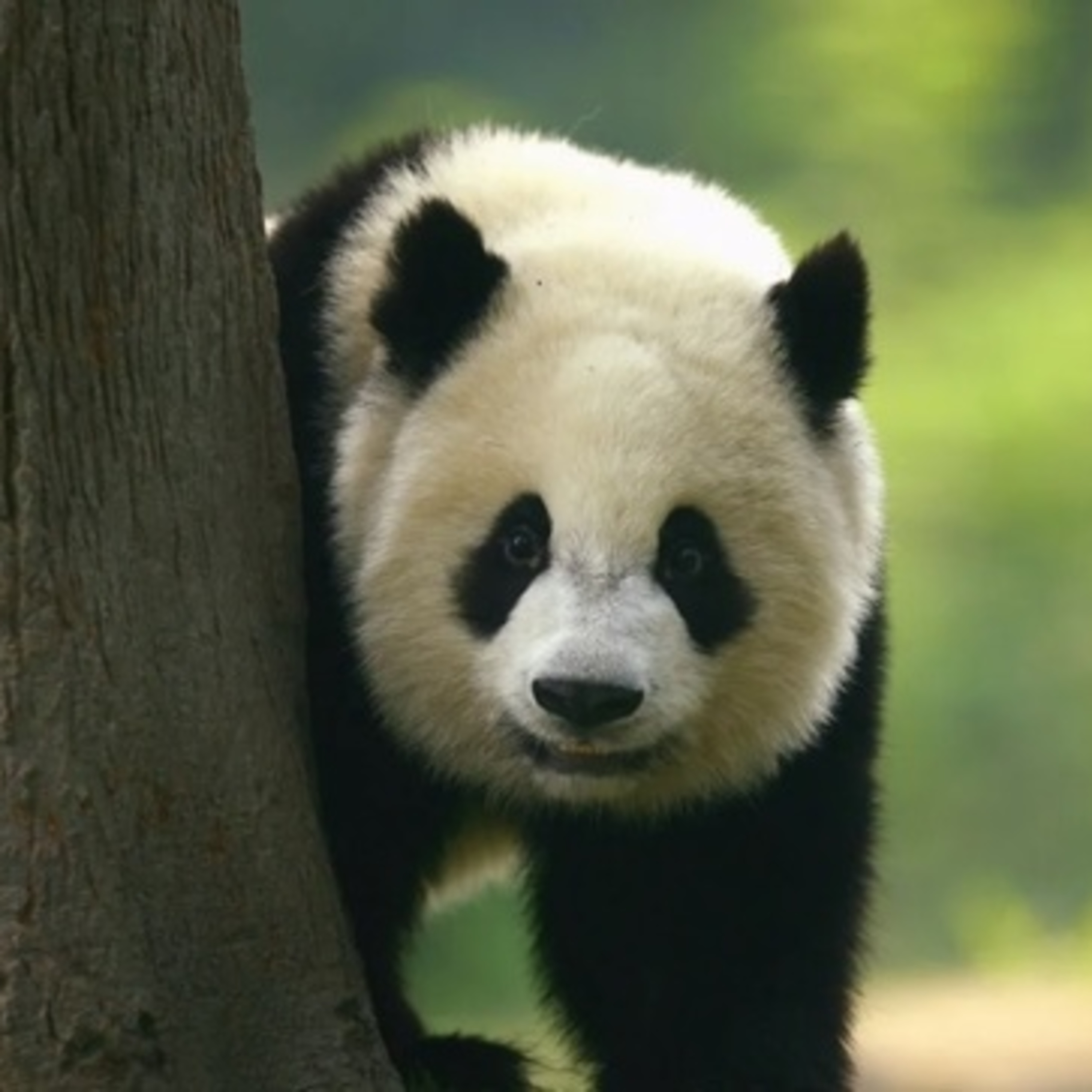 Chúng ta nên sợ Trung Quốc đến mức nào?