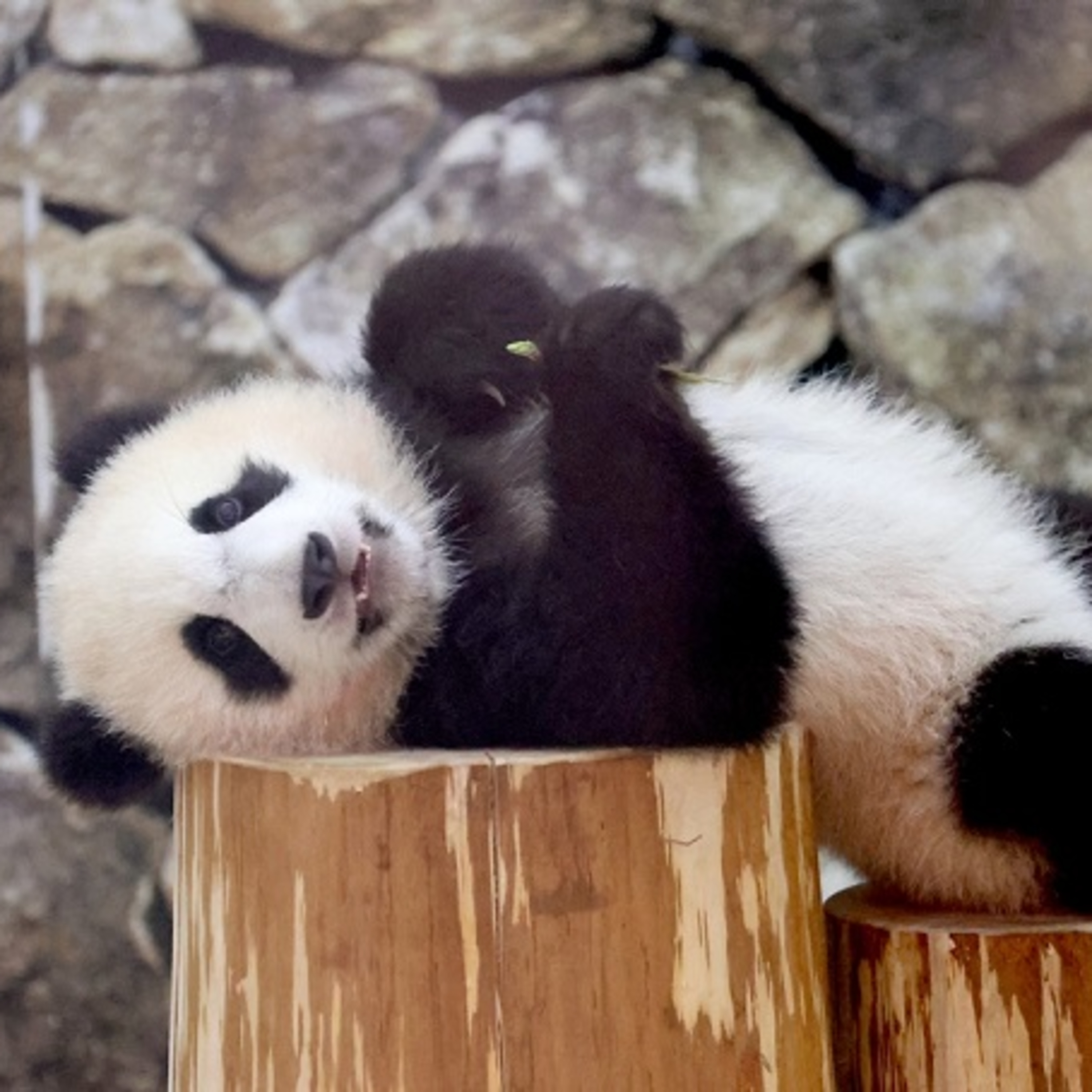 Đôi nét về “Ngoại giao gấu trúc” của Trung Quốc