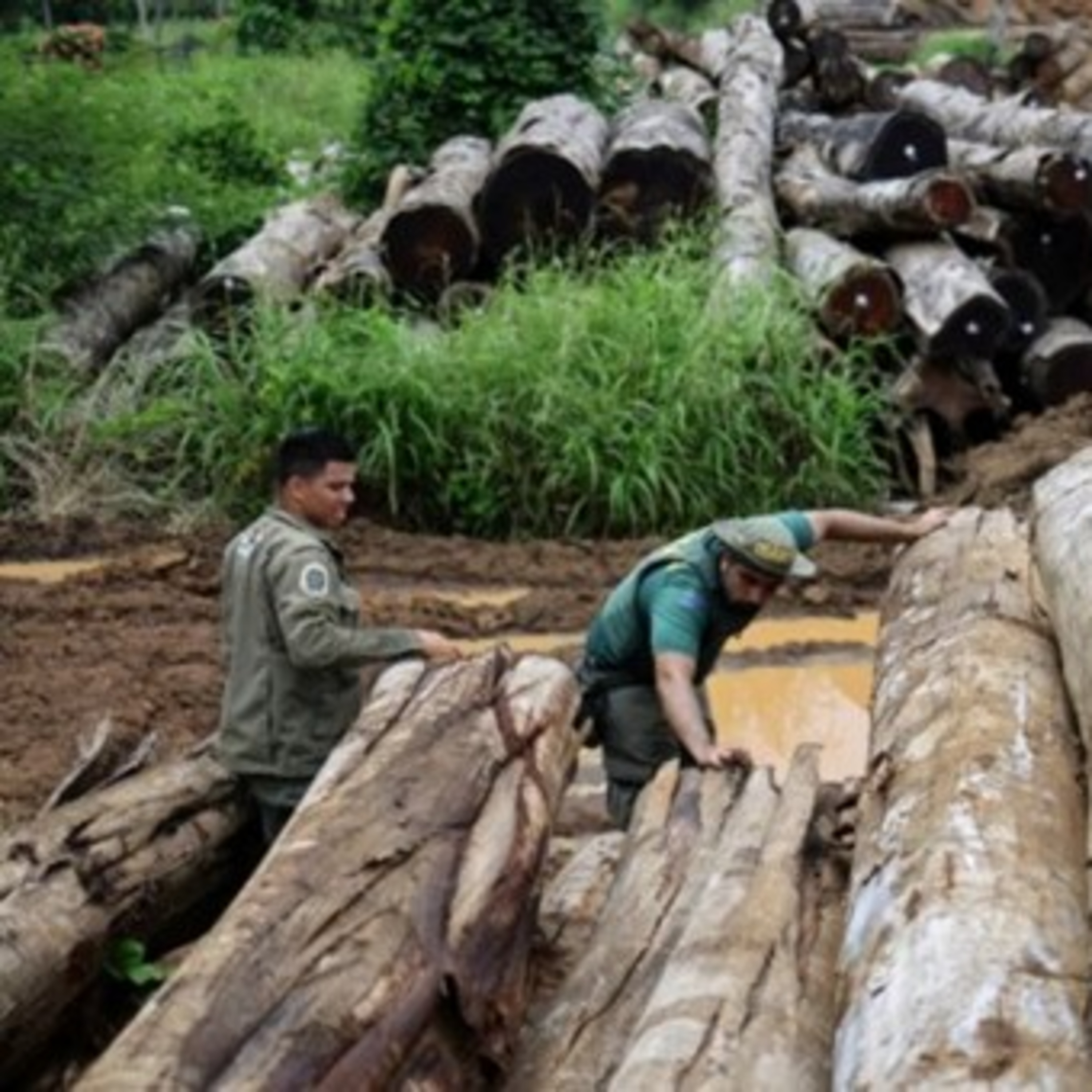 Cuộc chiến toàn cầu chống nạn phá rừng và buôn lậu gỗ