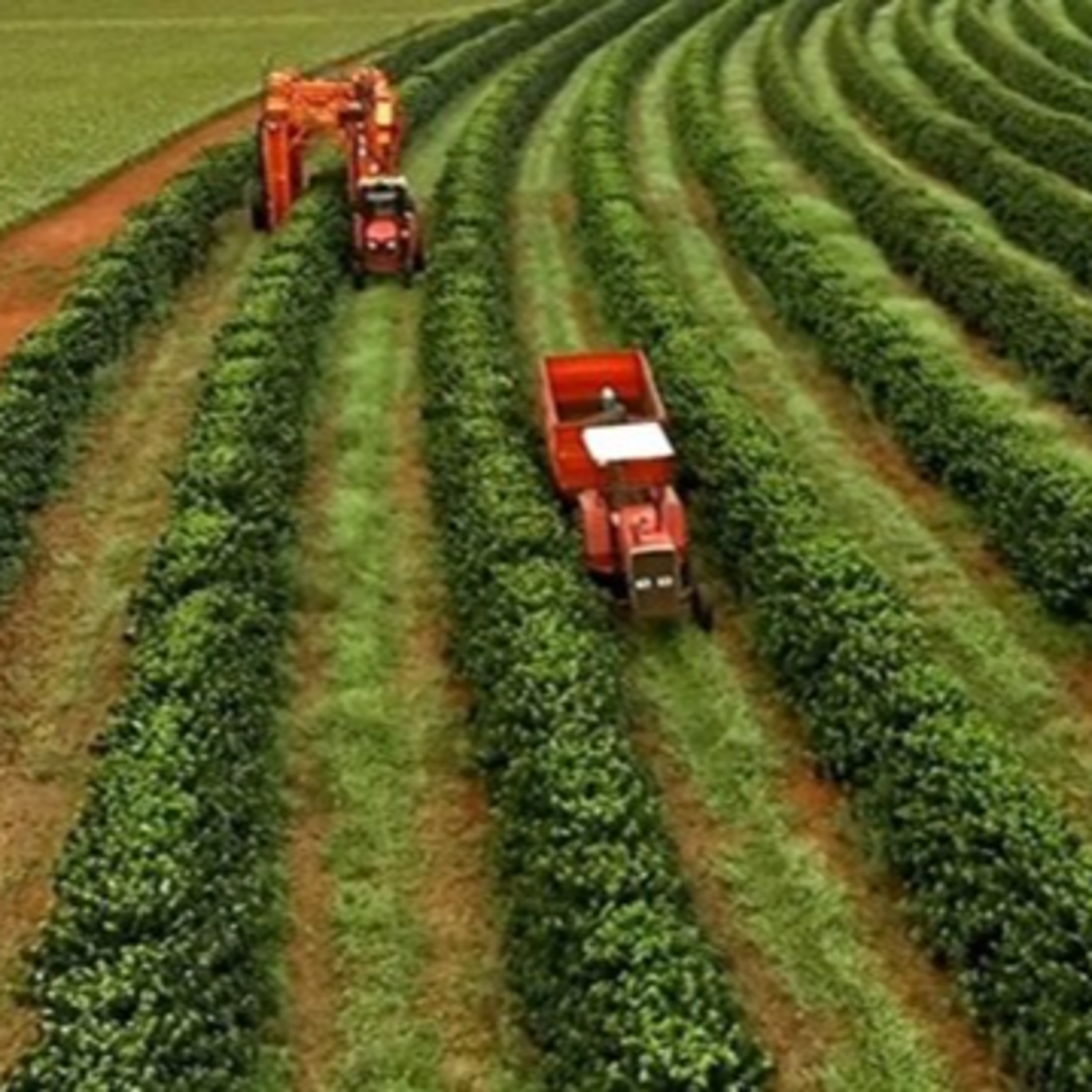 Brazil cần cải cách ruộng đất để thoát cảnh đói nghèo