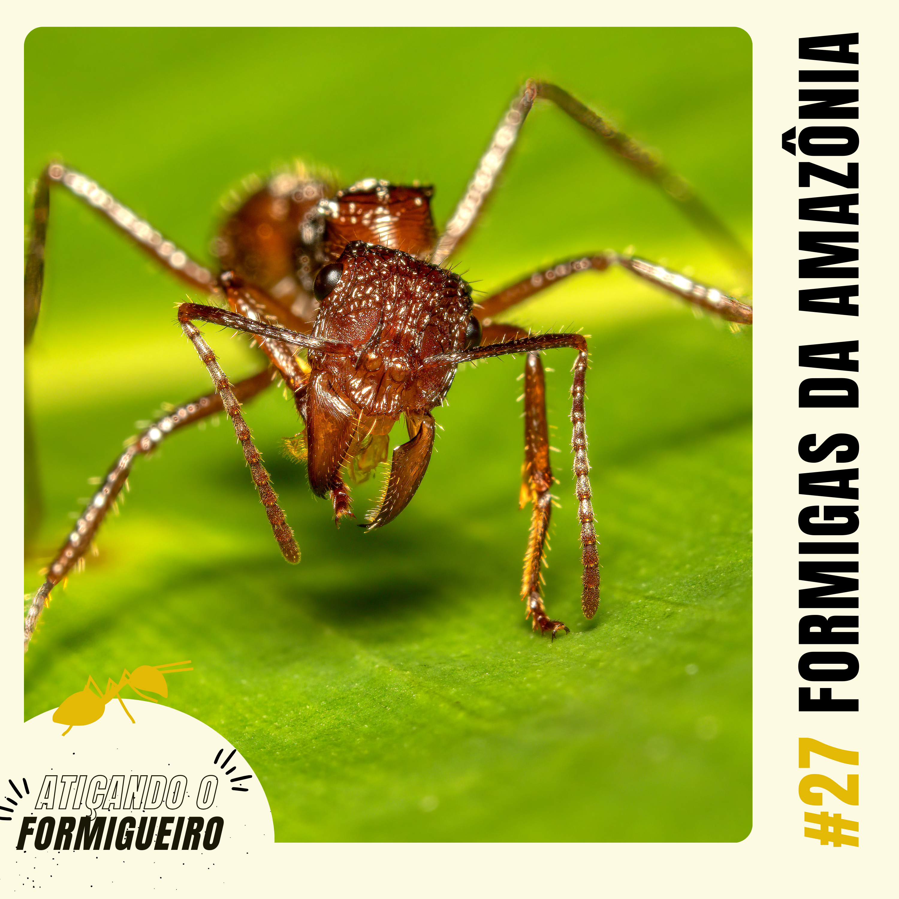 Atiçando o formigueiro