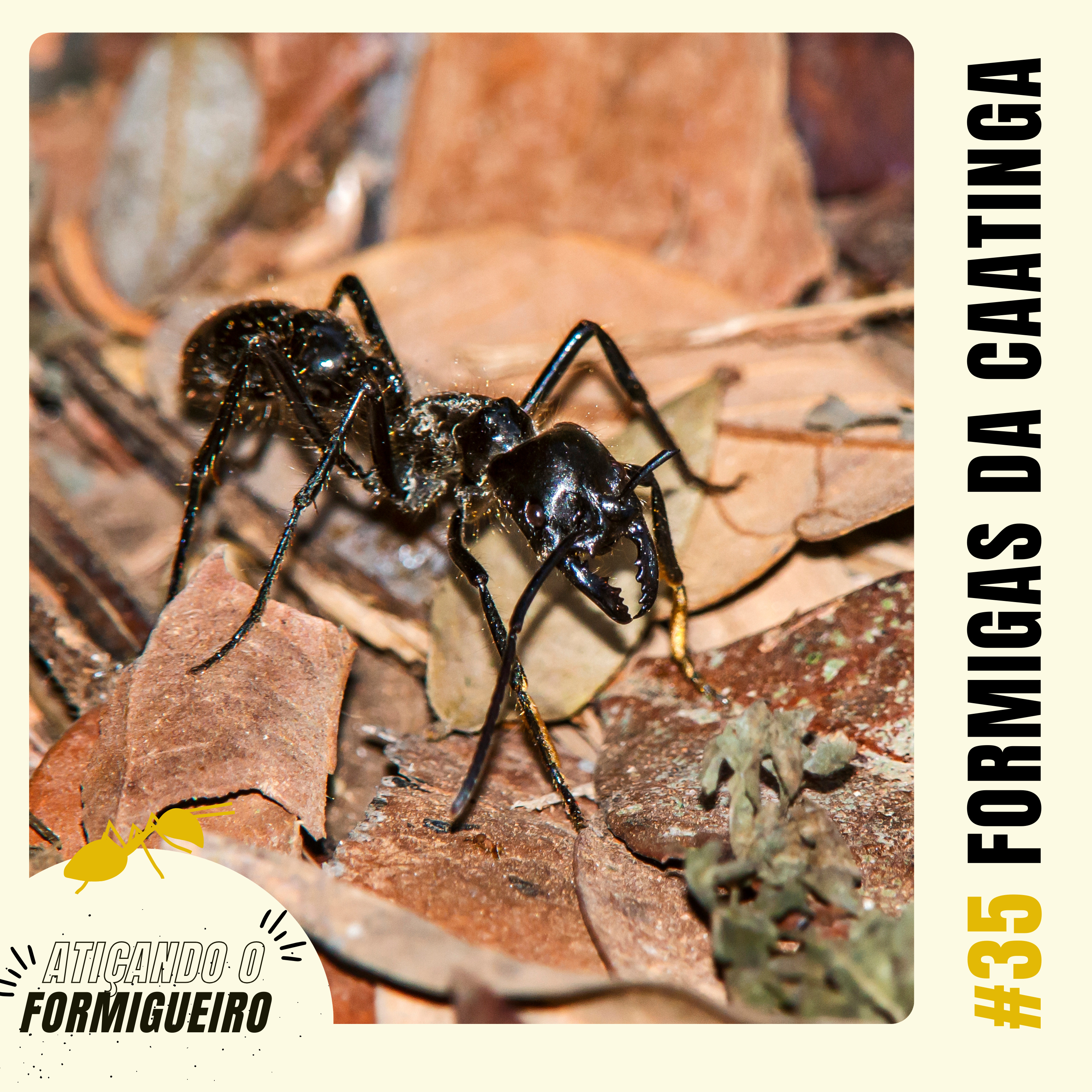 Atiçando o formigueiro