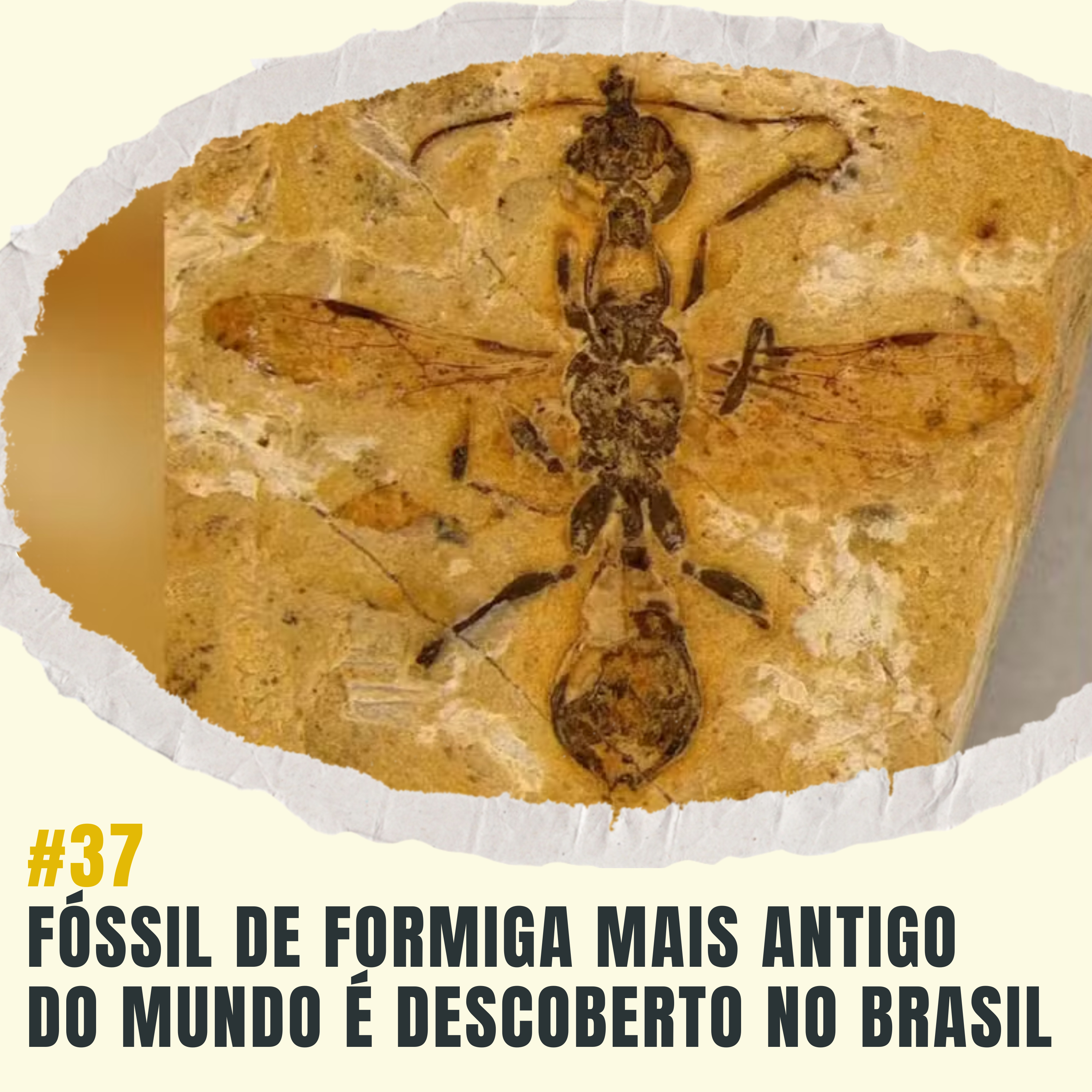 Atiçando o formigueiro