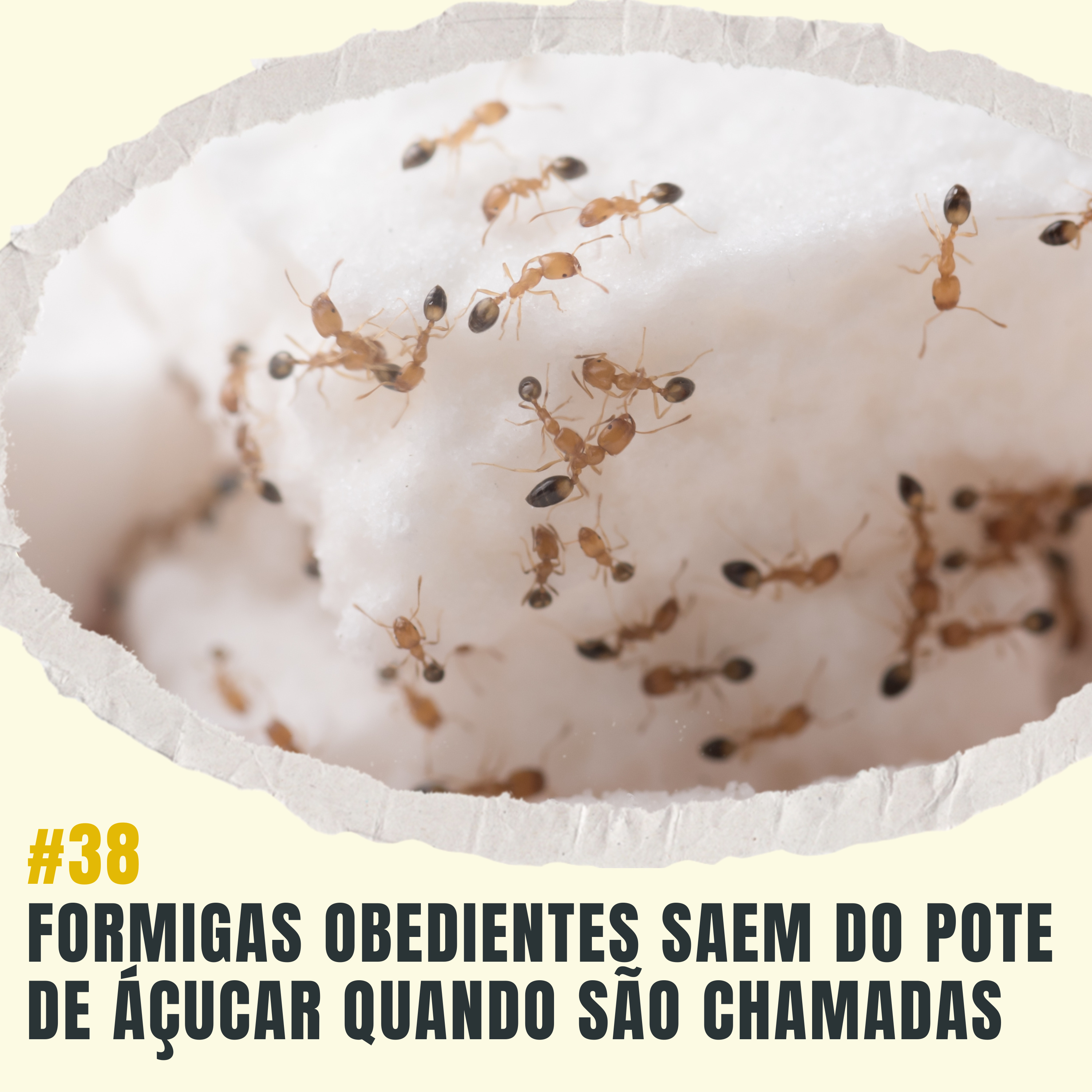 Atiçando o formigueiro