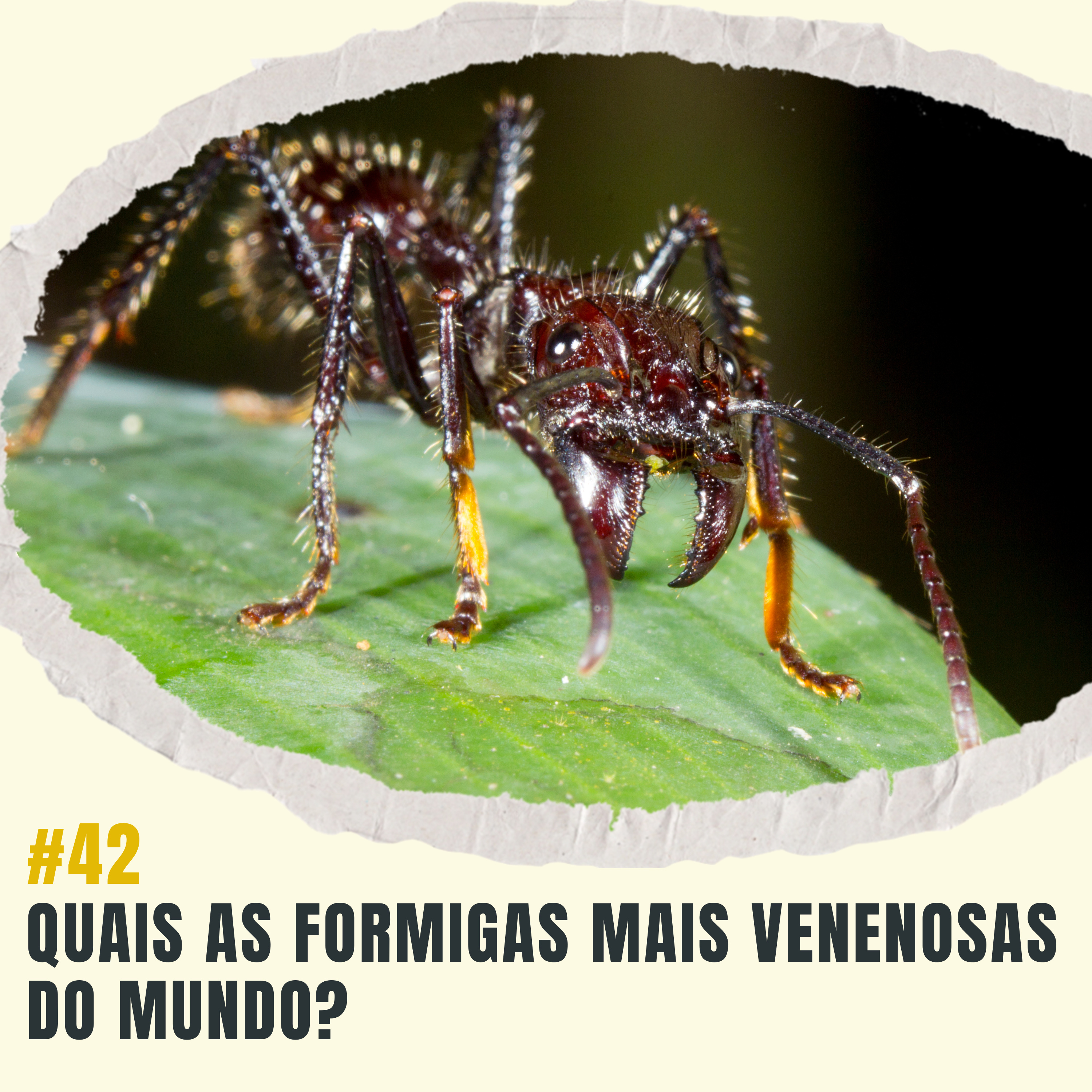 Atiçando o formigueiro