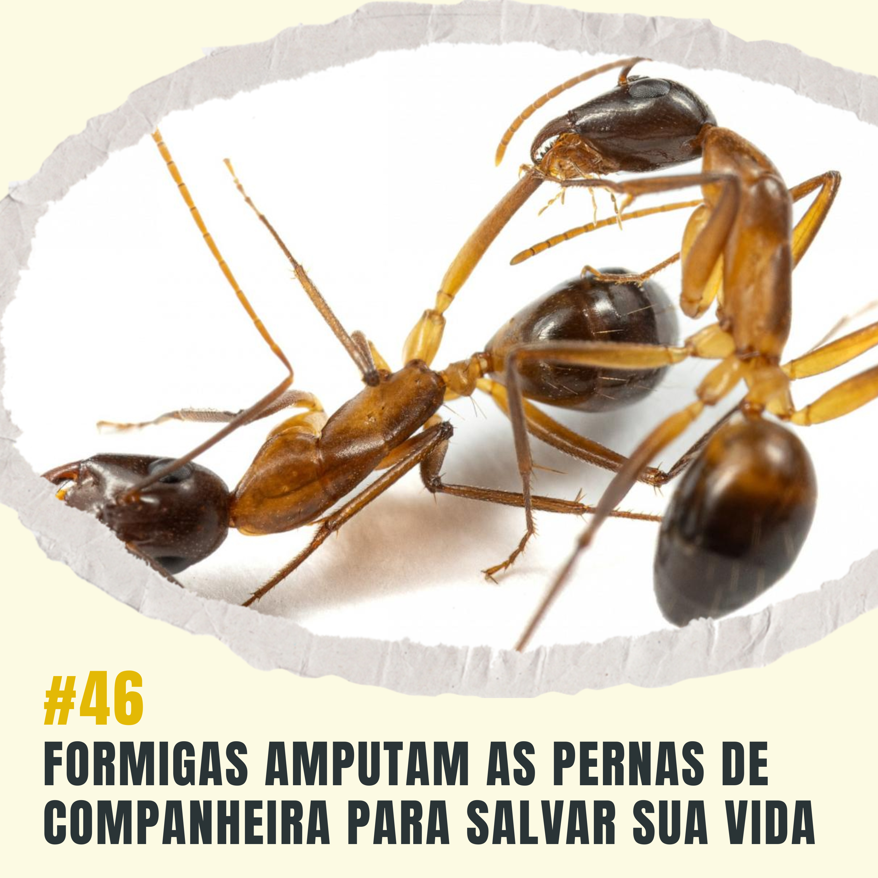 Atiçando o formigueiro