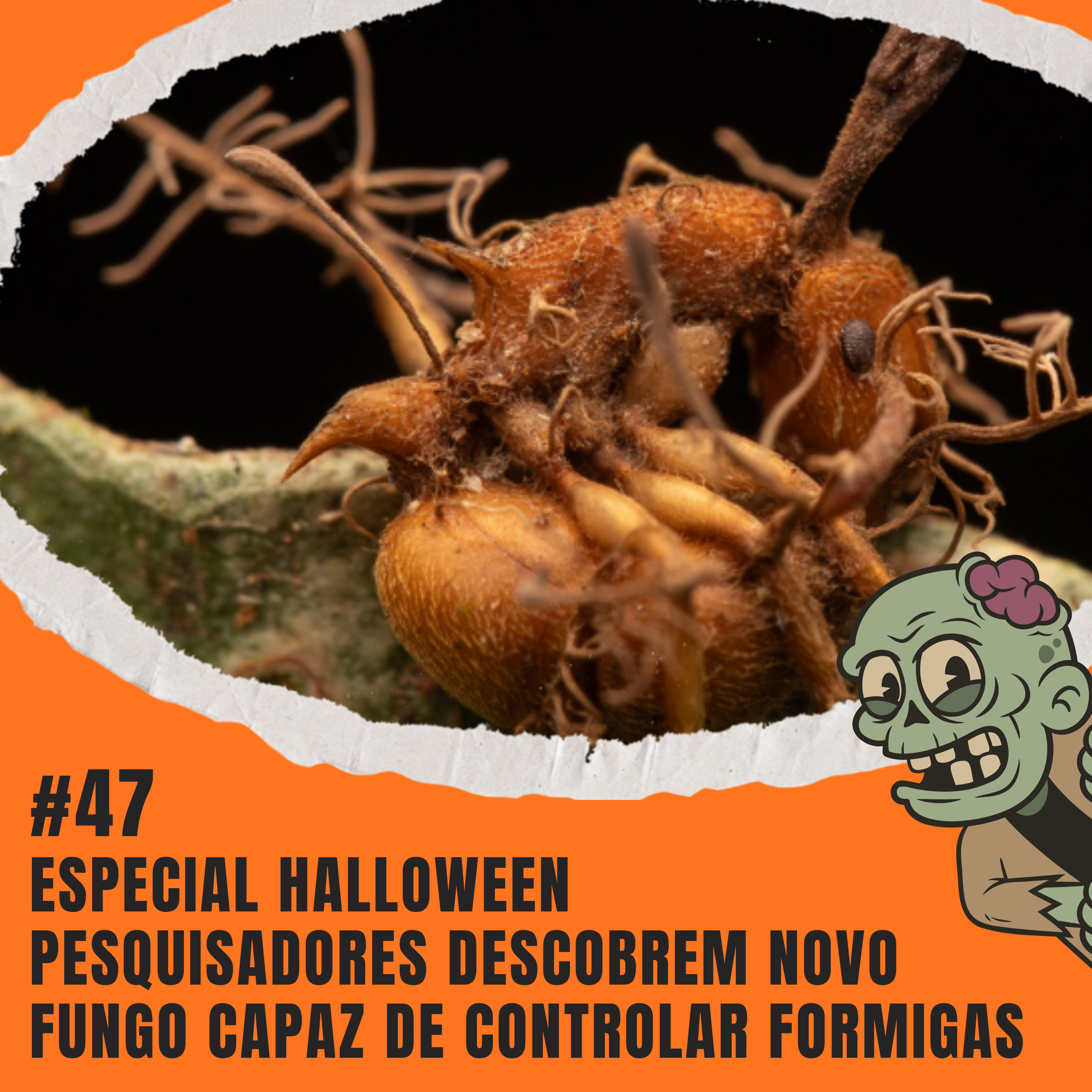 Atiçando o formigueiro