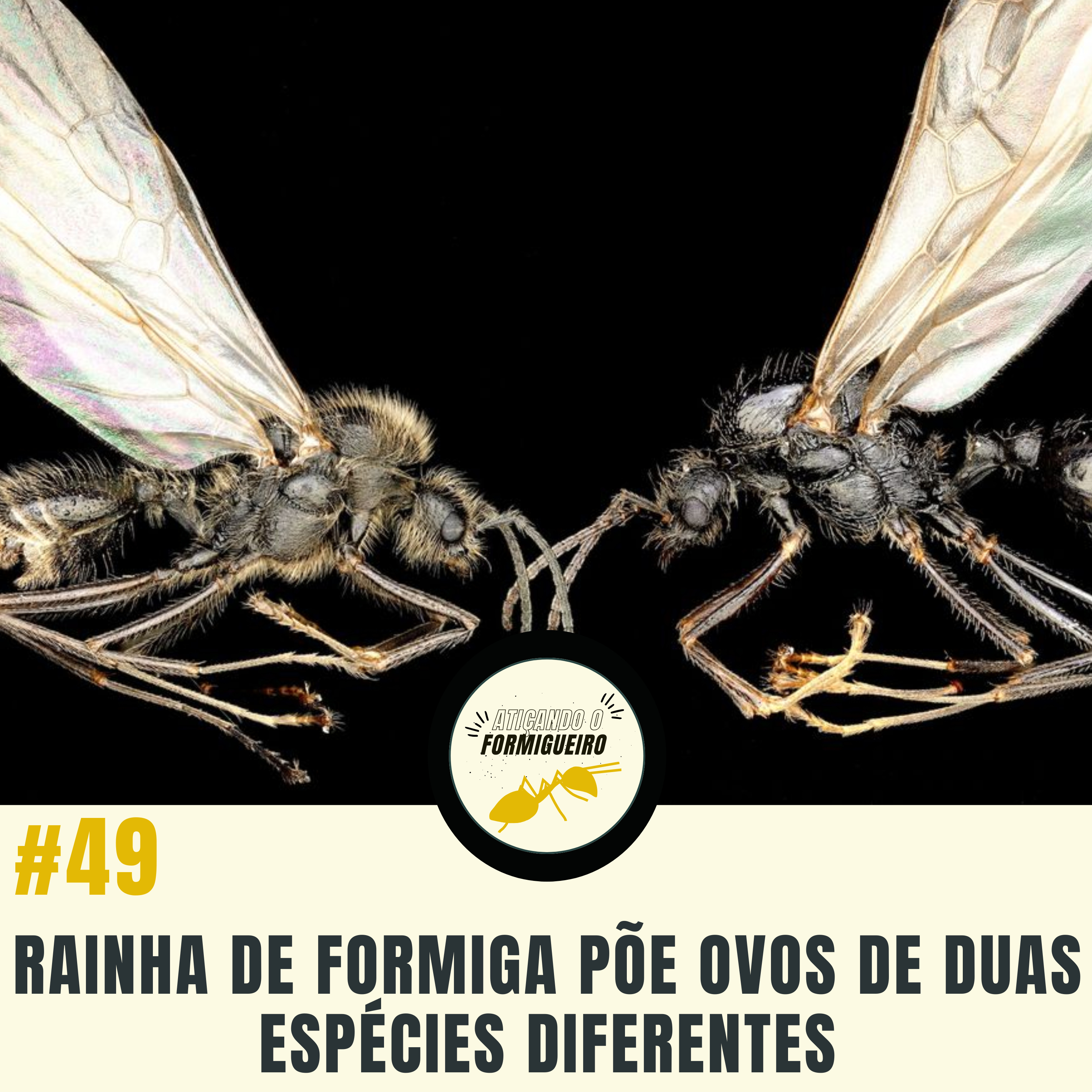 Atiçando o formigueiro