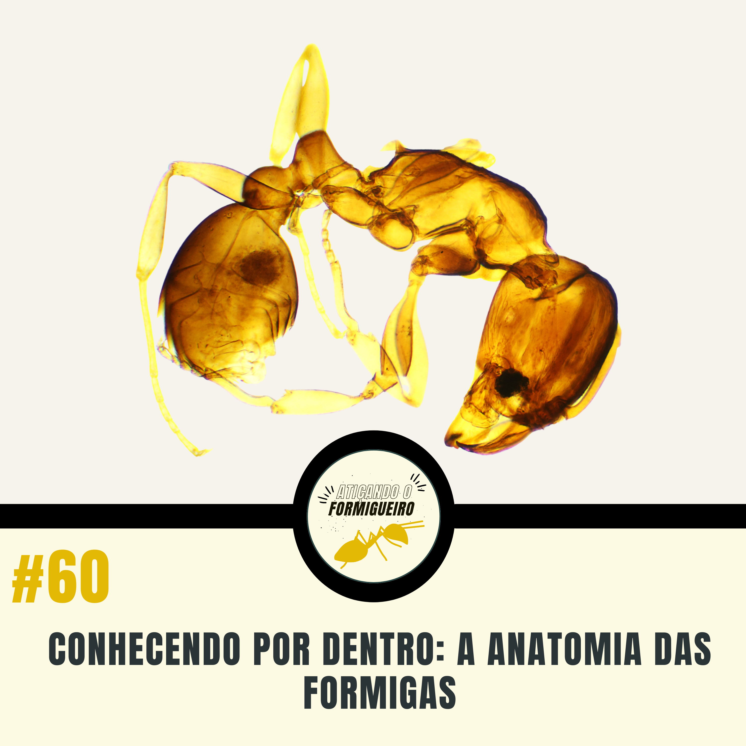 #60 Conhecendo por dentro: a anatomia das formigas episode artwork