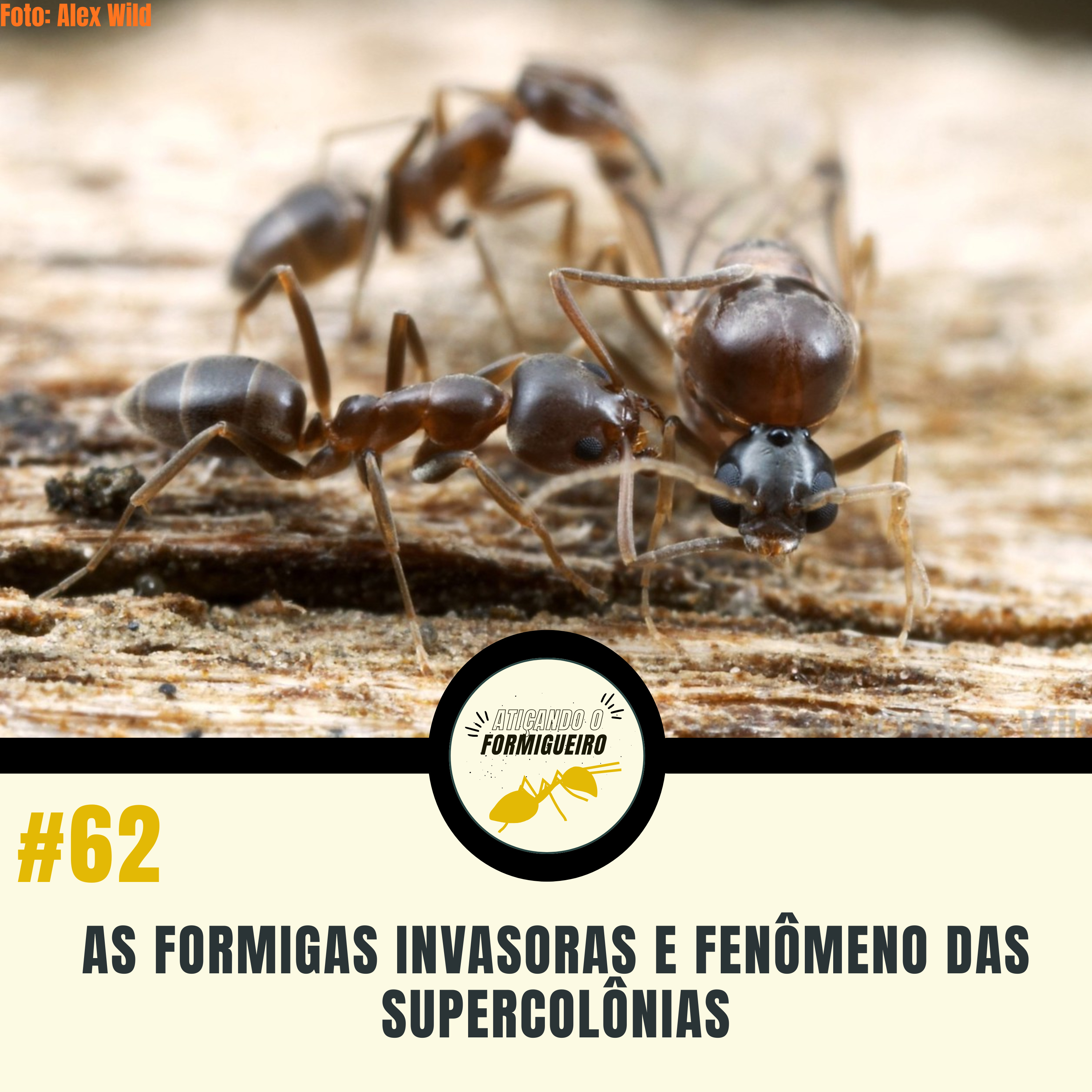 #62 As formigas invasoras e fenômeno das supercolônias episode artwork