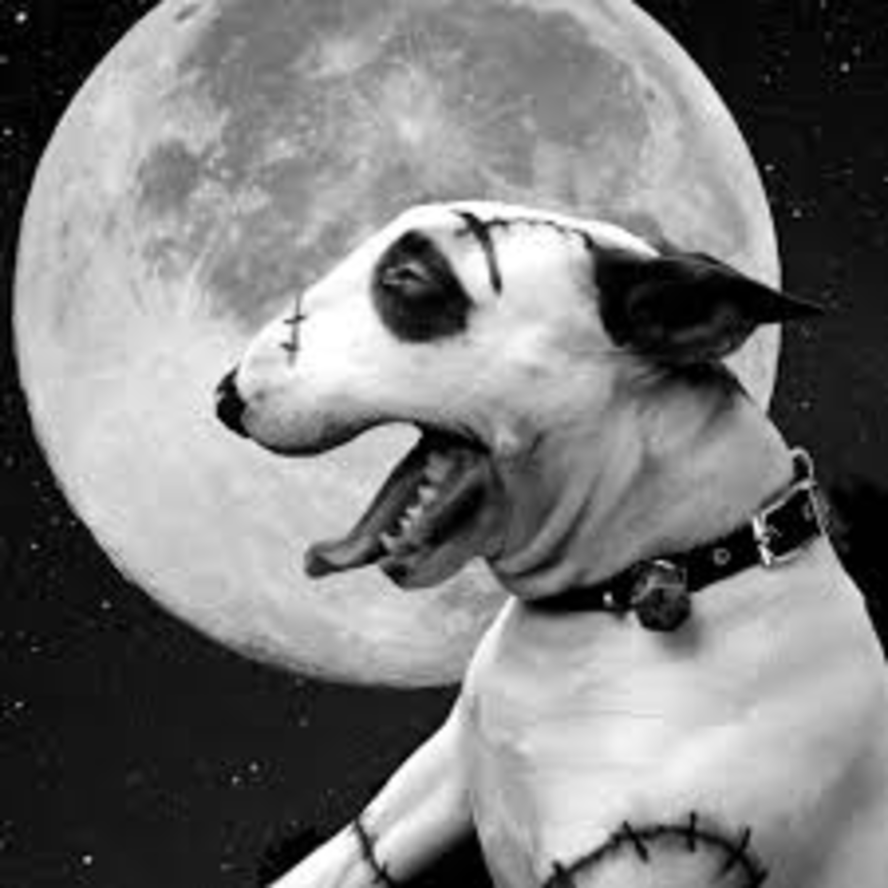 VETERINARIA- ft.Crys episode artwork