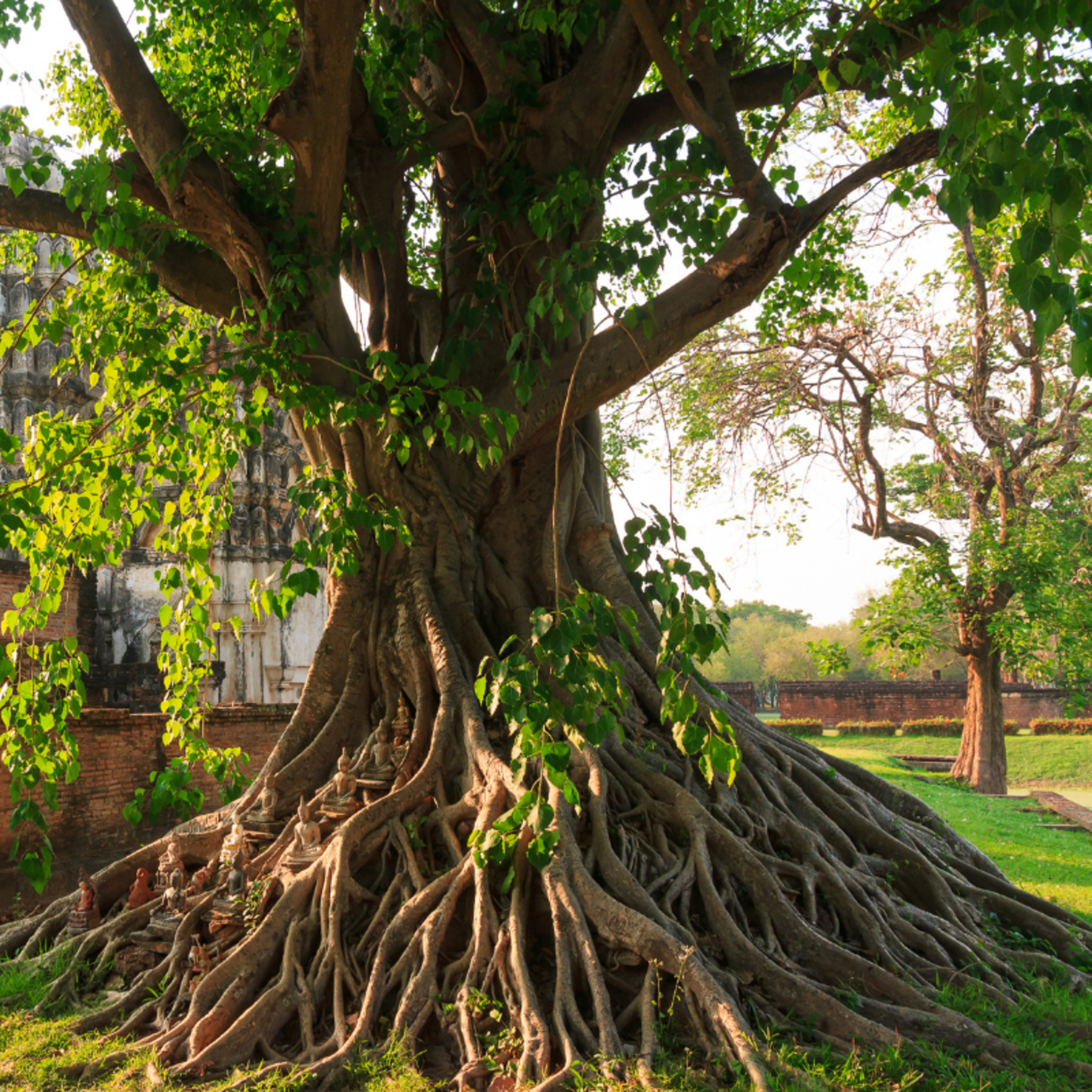 Colorindo a alma - Contos e inspirações para o fortalecimento interior