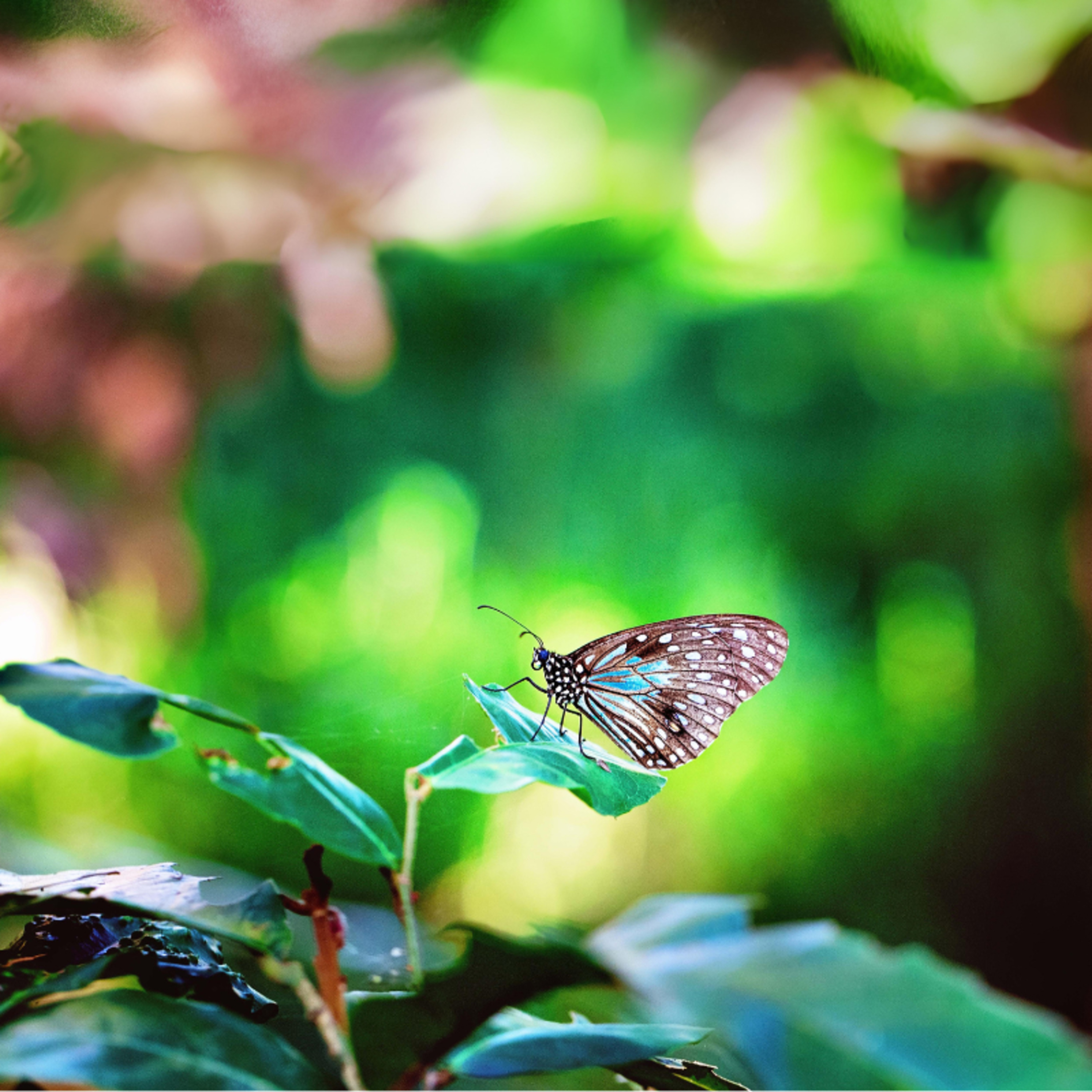 Colorindo a alma - Contos e inspirações para o fortalecimento interior