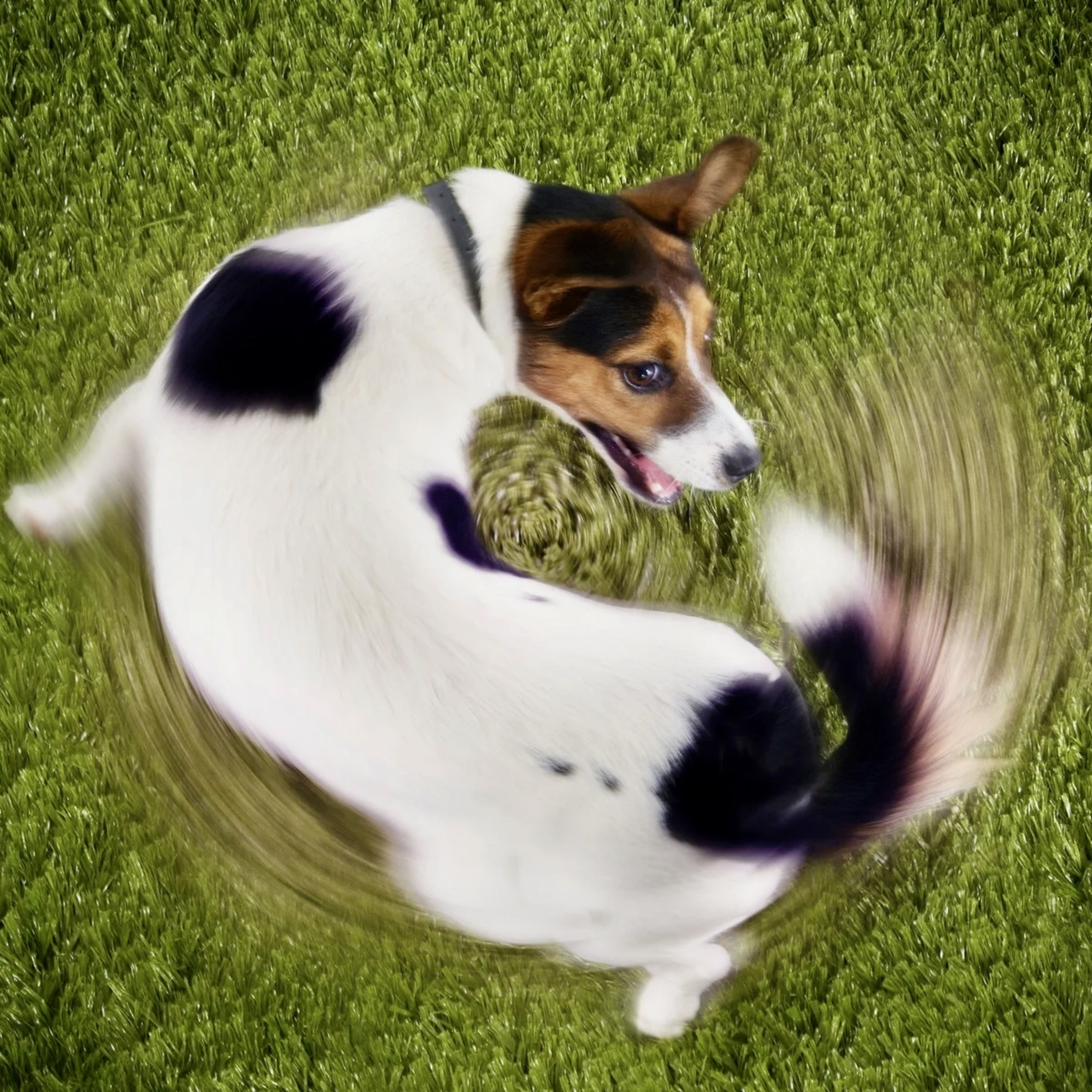 Portada de Esencia Animal