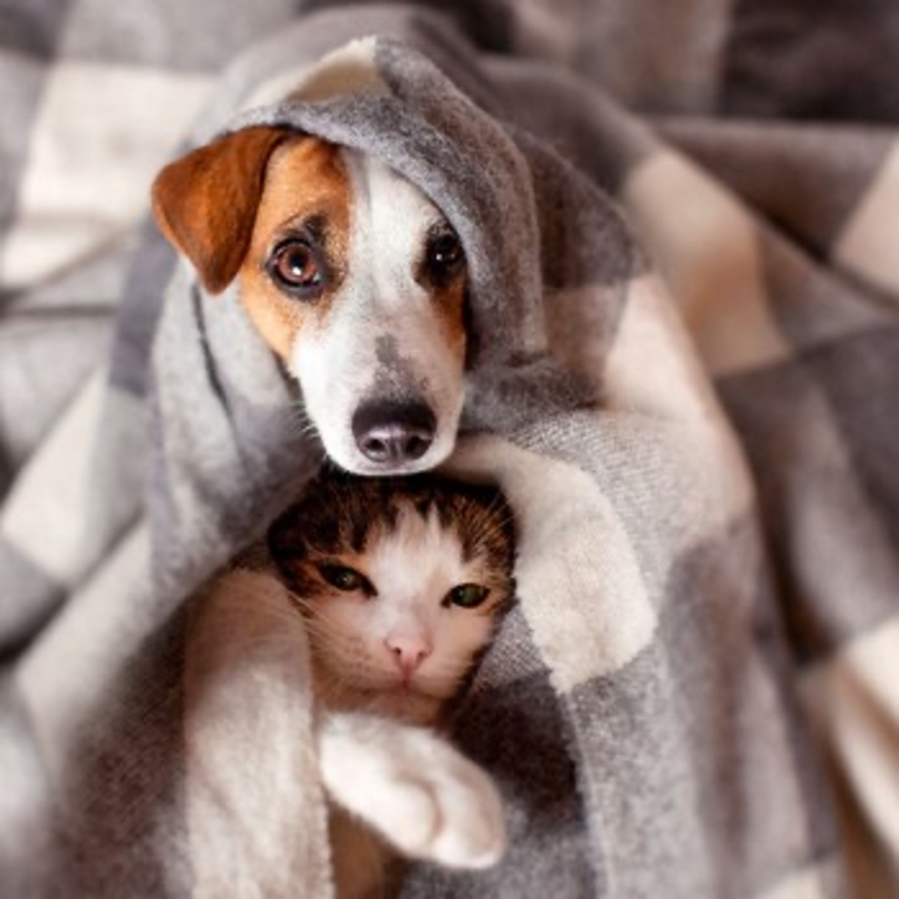 Portada de Esencia Animal