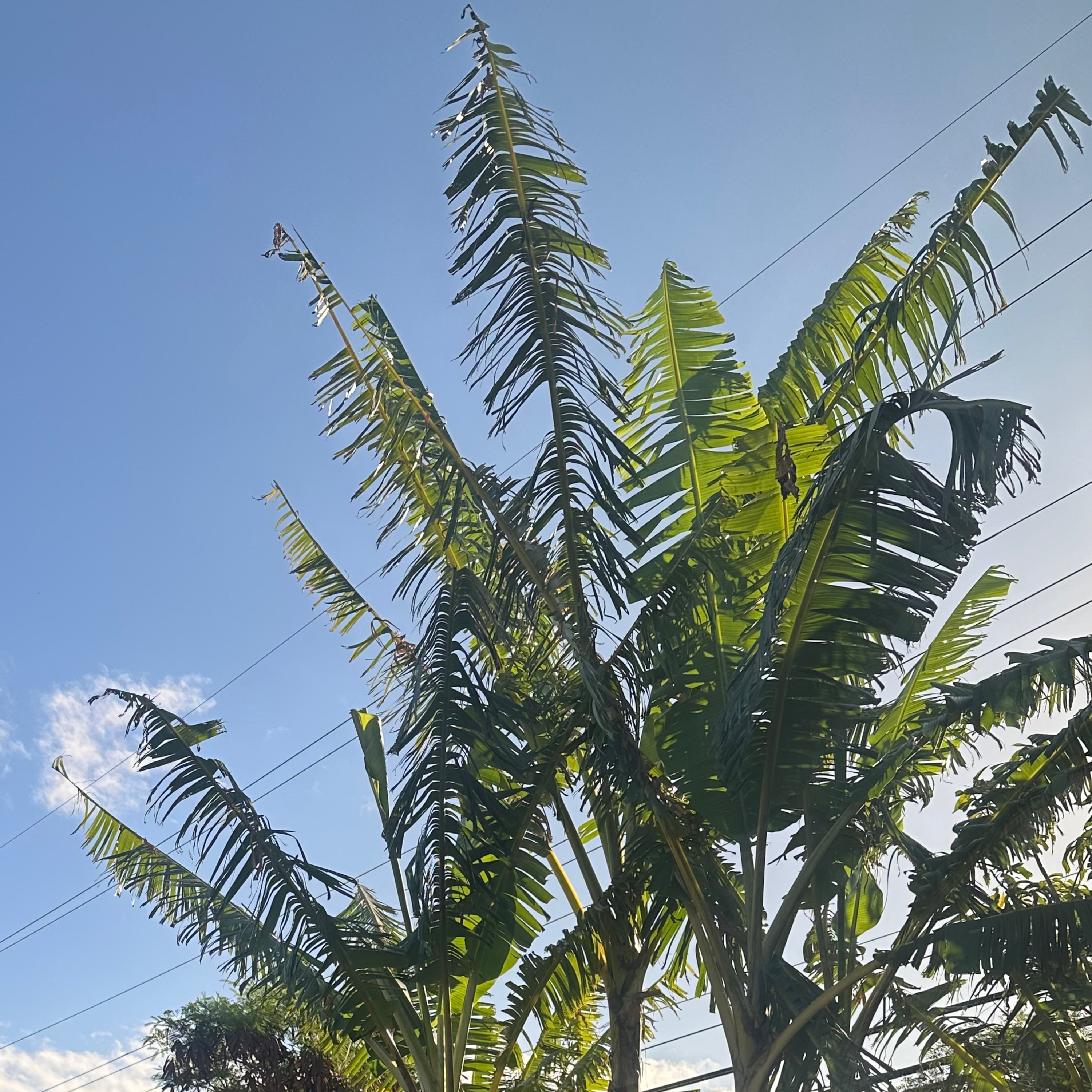 Banana Tree Revelation - We are Designed  episode artwork